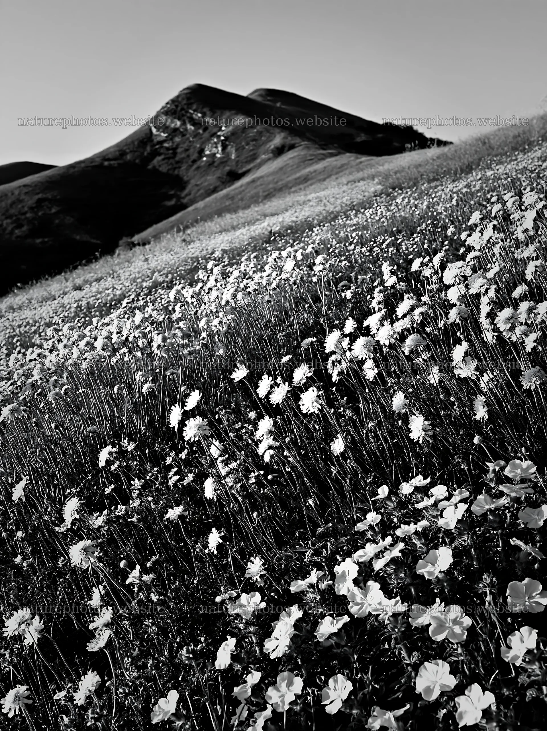 Sunny flowering chalk meadow with hills in the background – nature photos 6866x9174