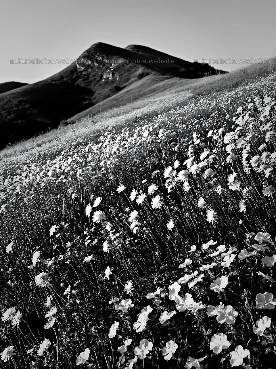 Sunny flowering chalk meadow with hills in the background – nature photos 6866x9174