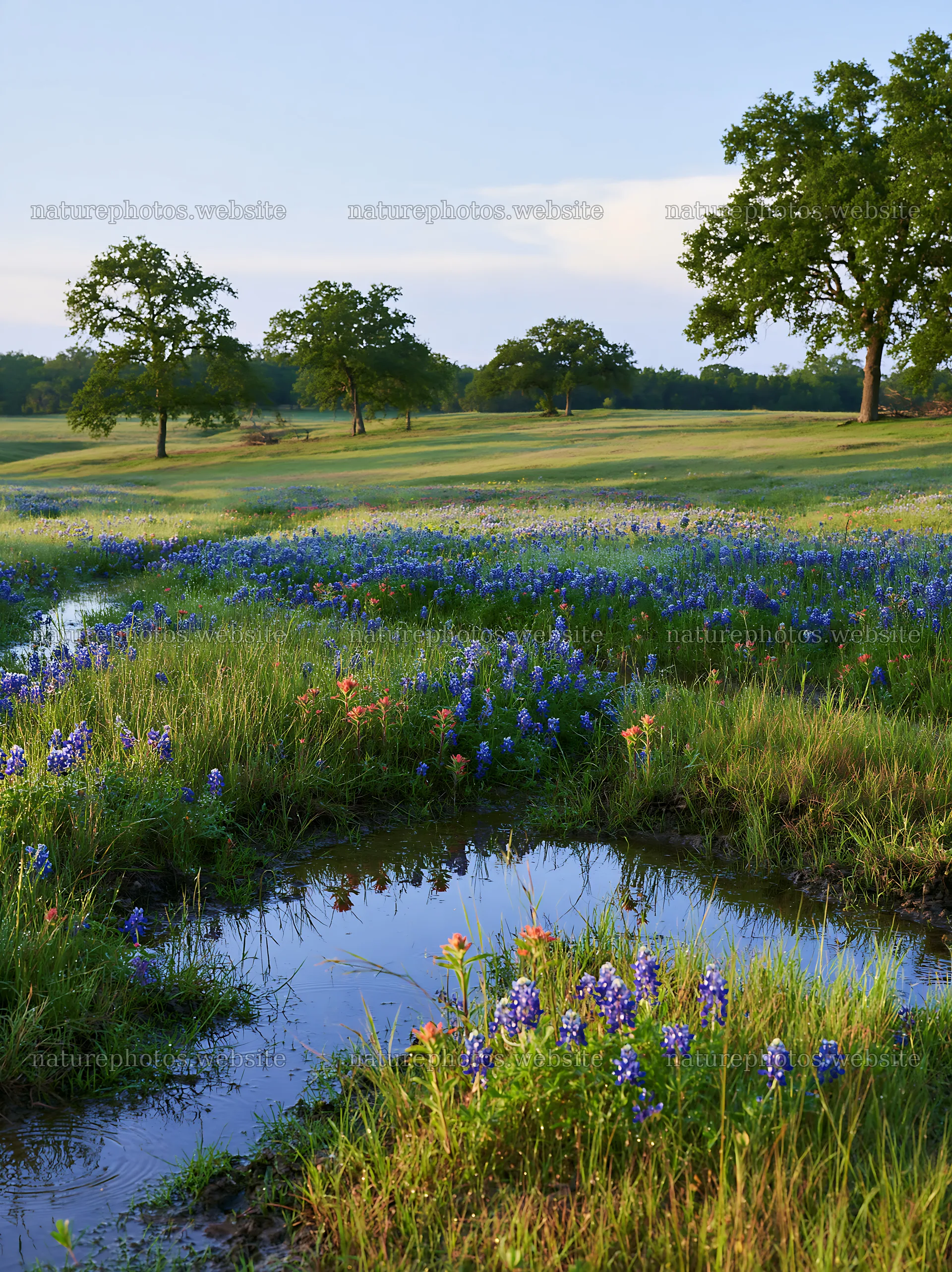 Rain soaked meadow with wildflowers near small pond – nature photos 6866x9174