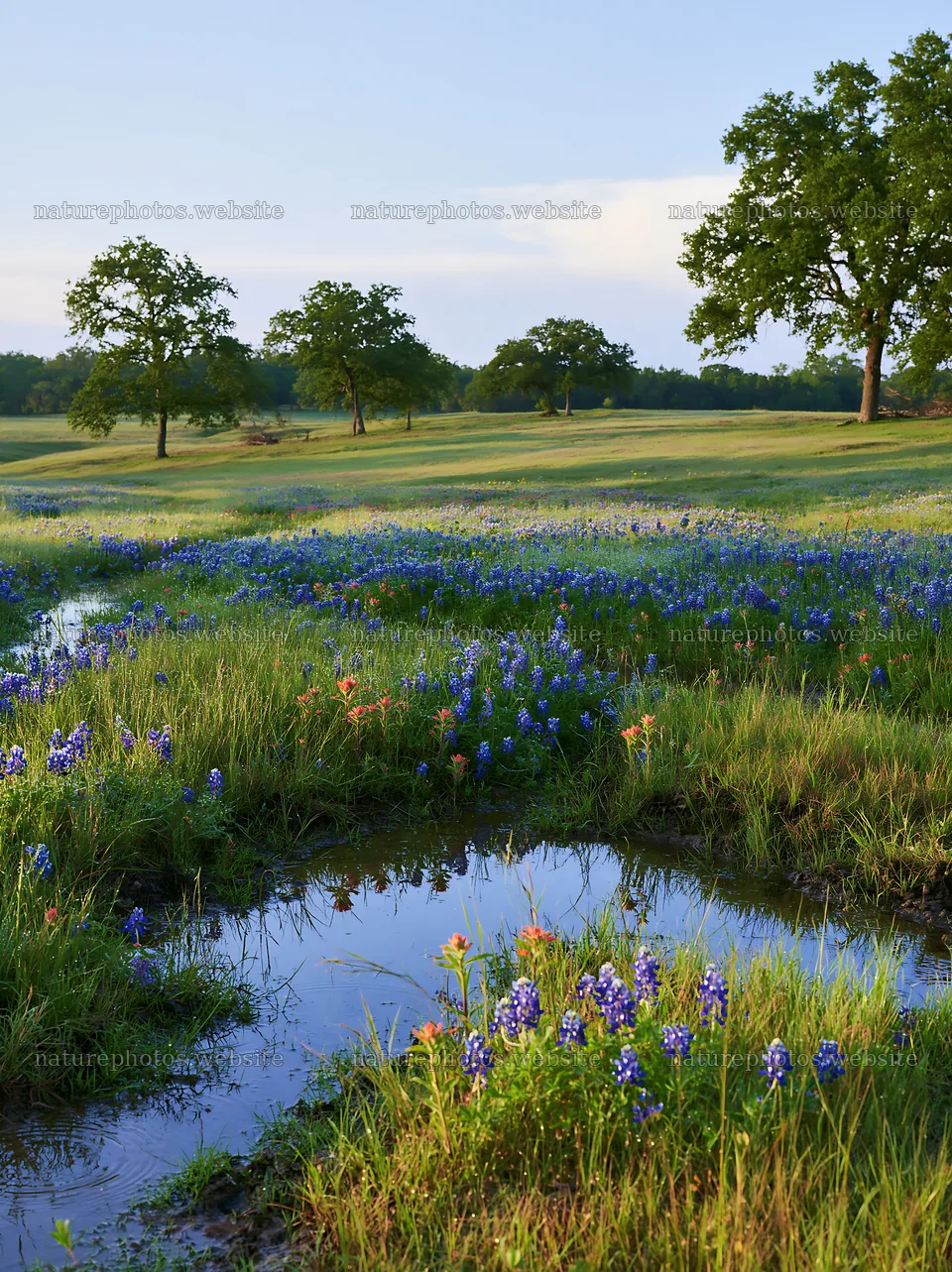 Rain soaked meadow with wildflowers near small pond – nature photos 6866x9174