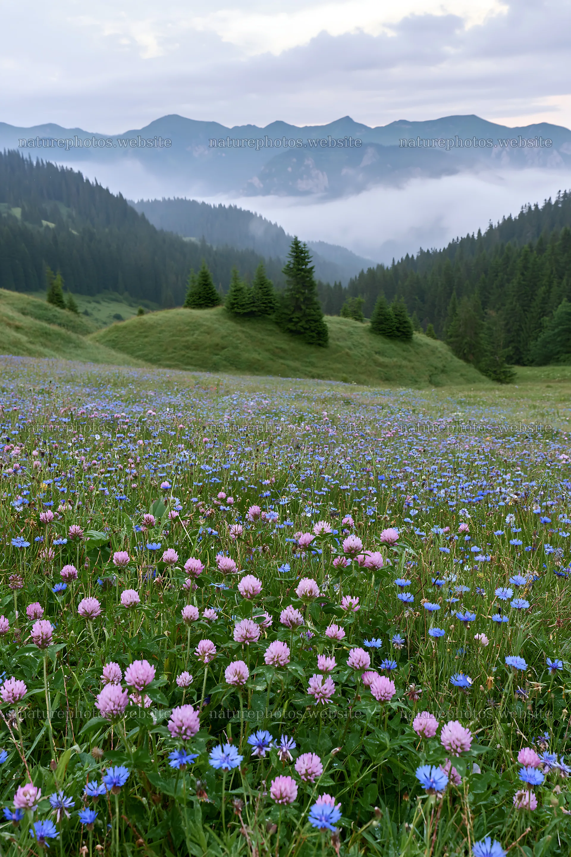 Clover cornflower meadow with mountains in the background – nature photos 6480x9722