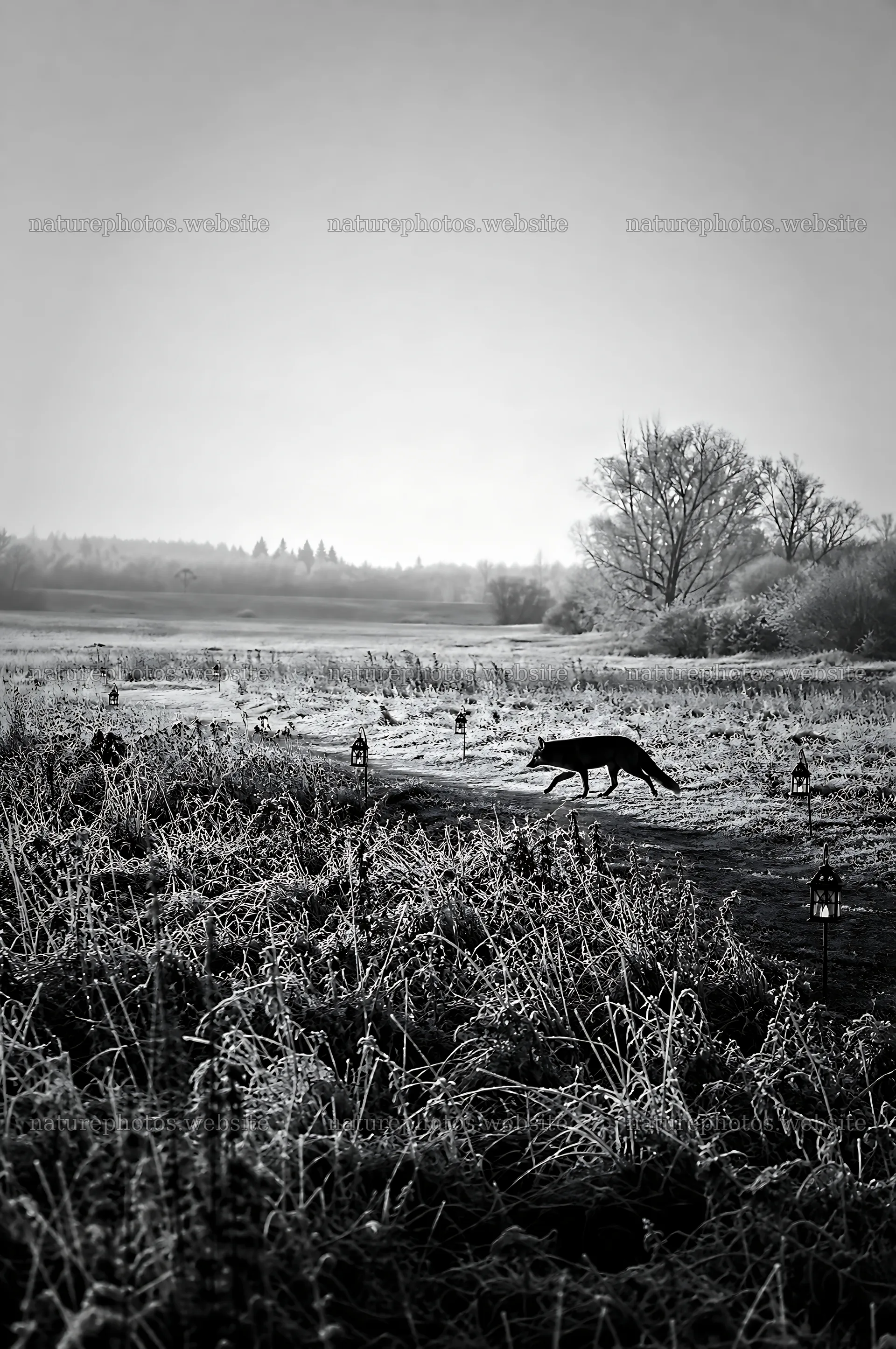 Path through a meadow with a fox during winter – nature photos 6468x9740