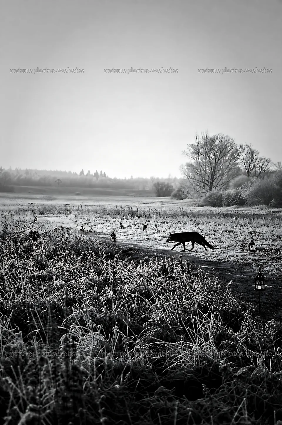Path through a meadow with a fox during winter – nature photos 6468x9740