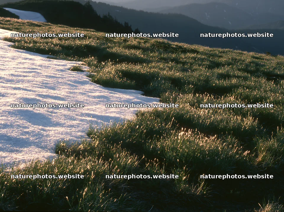 Akita snowmelt meadow with silver grasses at sunset – nature photos 9174x6866