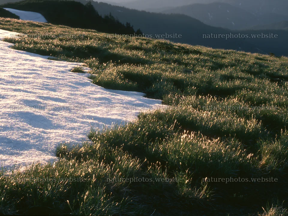 Akita snowmelt meadow with silver grasses at sunset – nature photos 9174x6866
