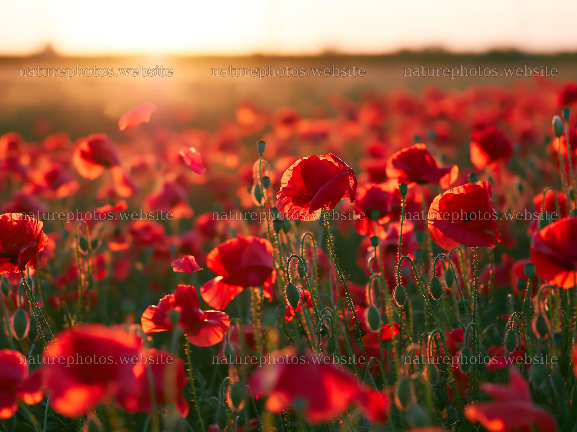 Colorful poppy meadow at sunset – nature photos 9174x6866