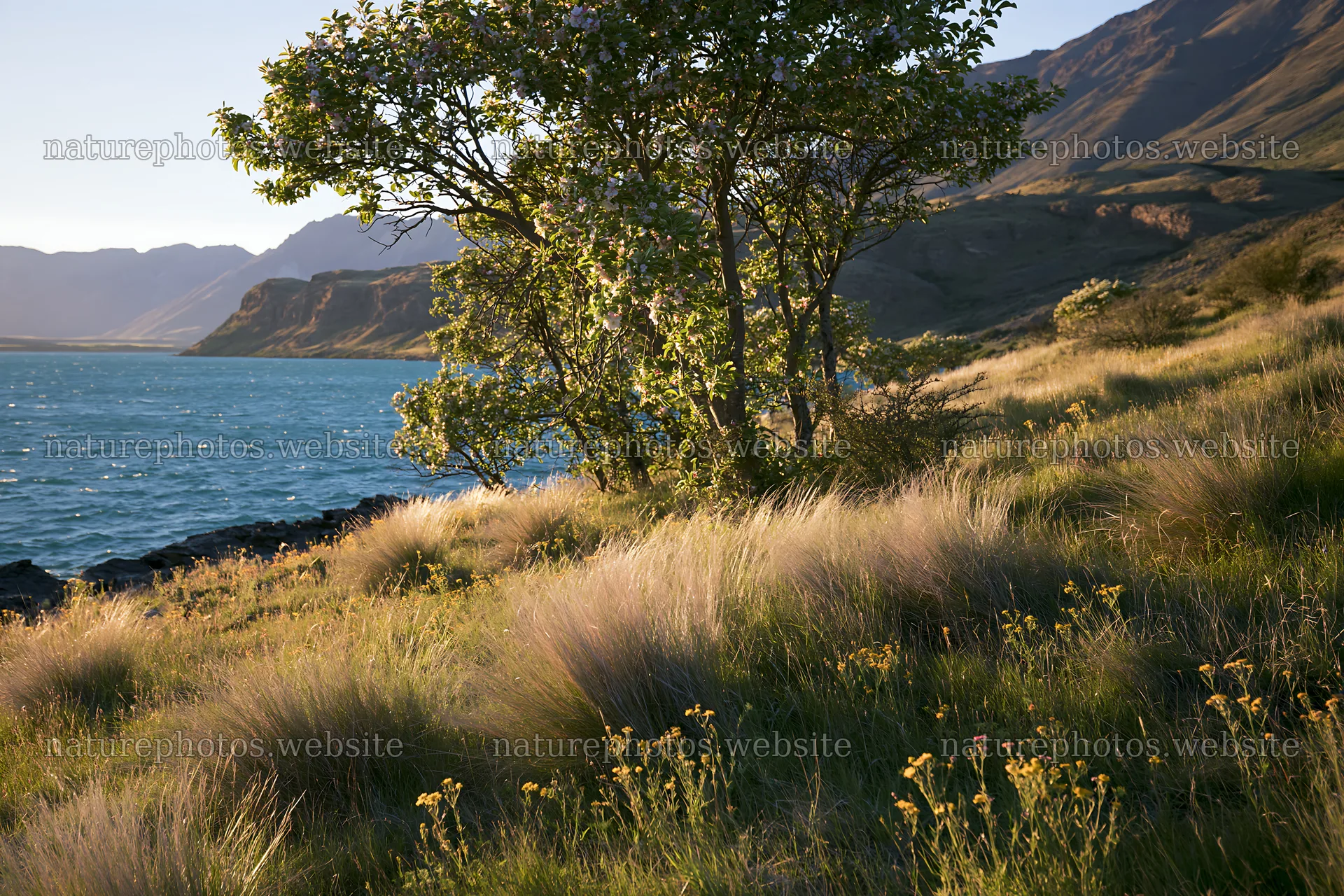 Lakeshore view in apple meadow with tree and water – nature photos 9722x6480