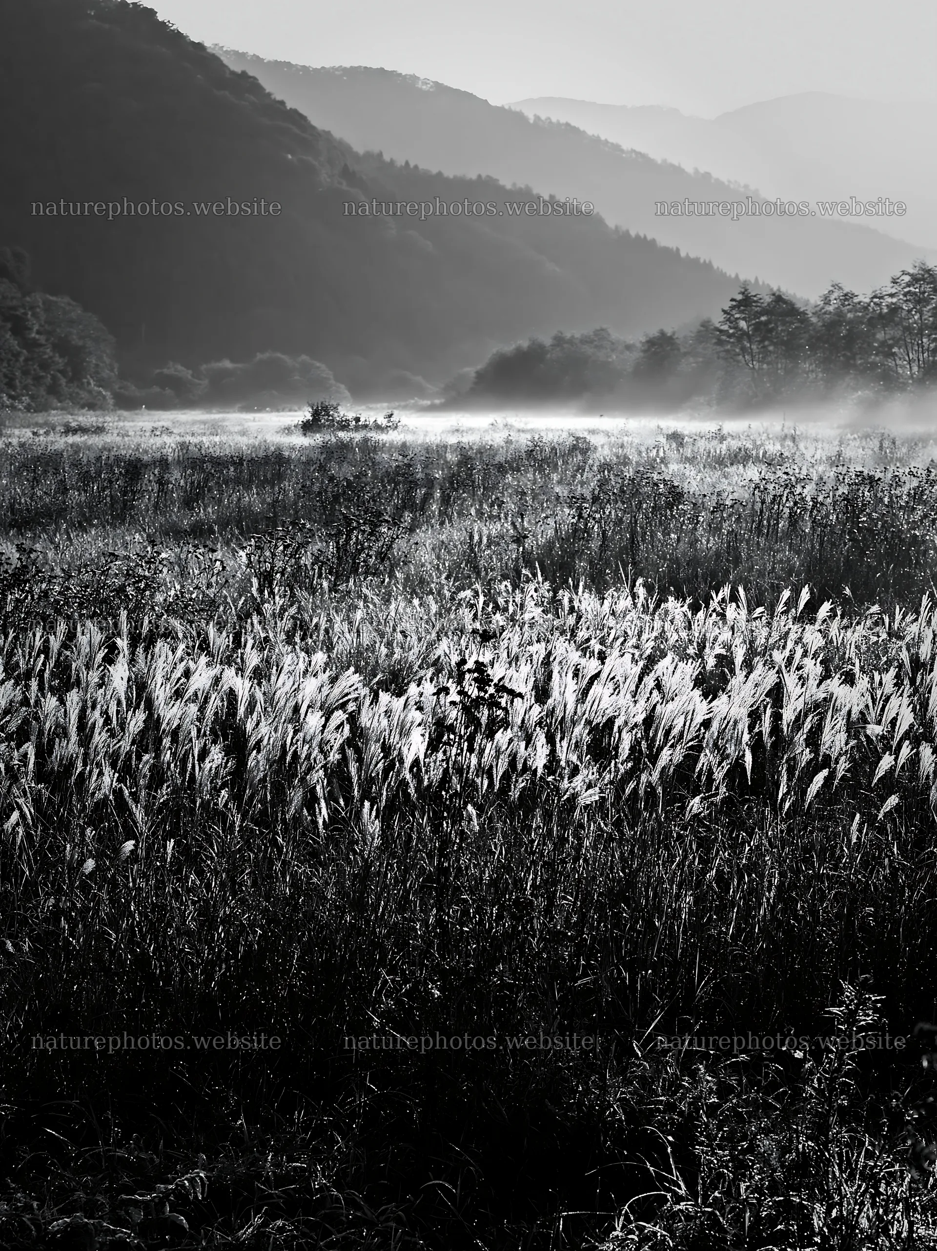 Aichi restored meadow autumn seedheads foreground – nature photos 6866x9174
