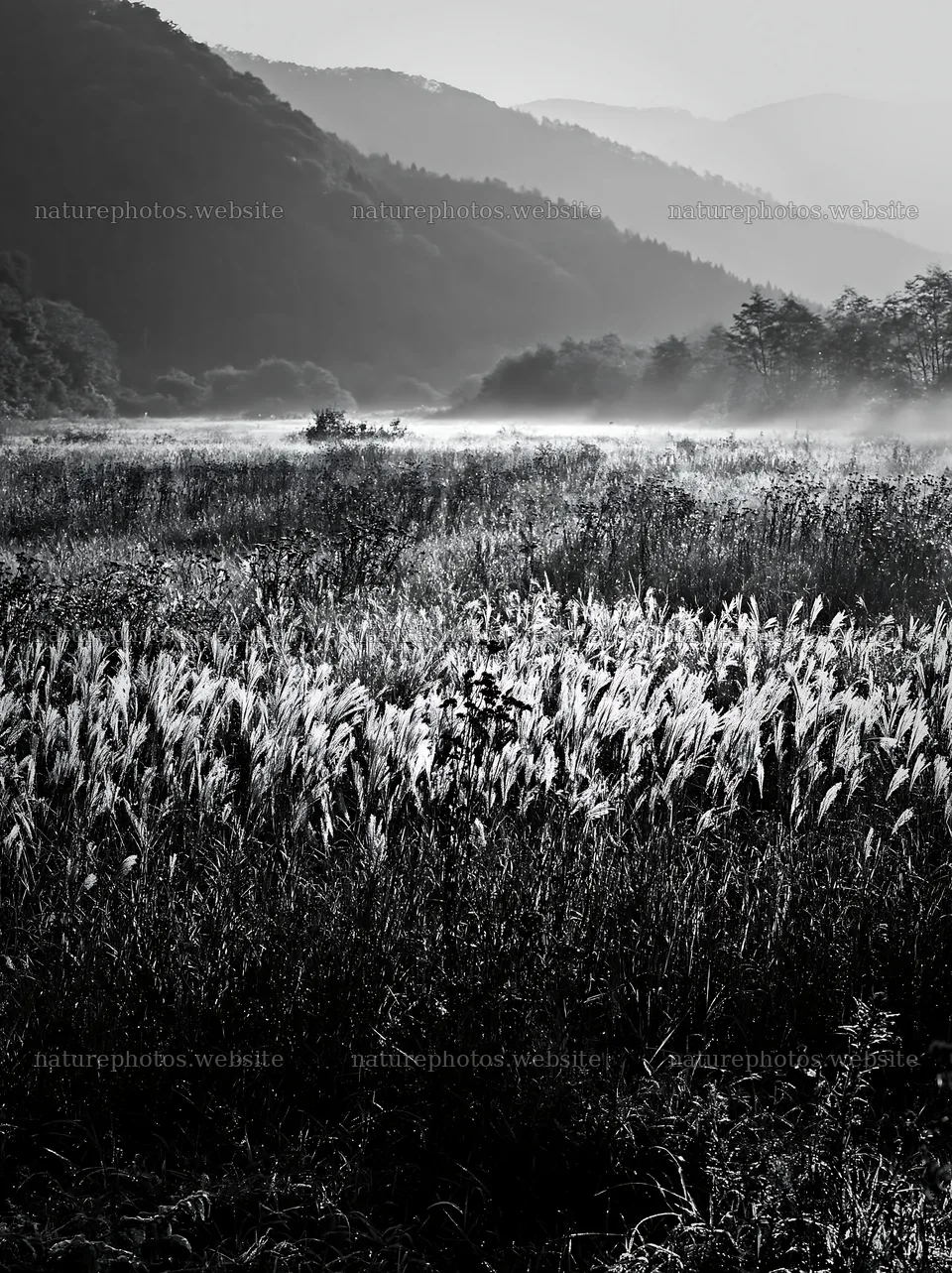 Aichi restored meadow autumn seedheads foreground – nature photos 6866x9174