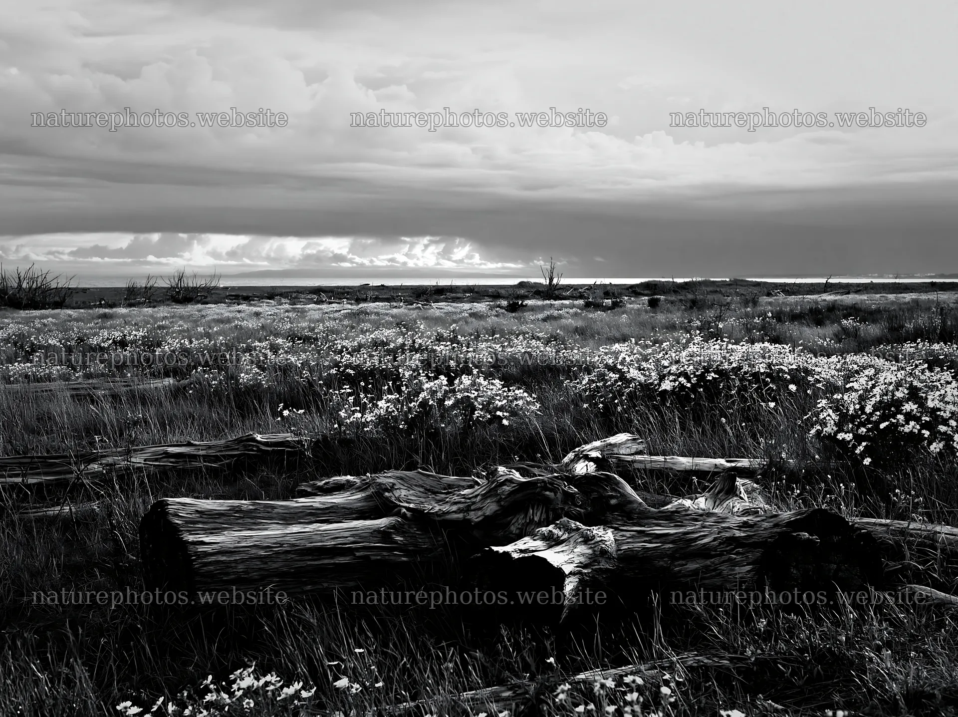 Chiba coastal climate meadow driftwood foreground – nature photos 9174x6866