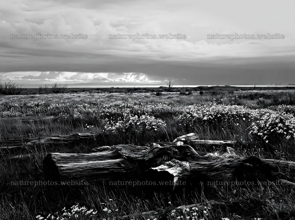Chiba coastal climate meadow driftwood foreground – nature photos 9174x6866