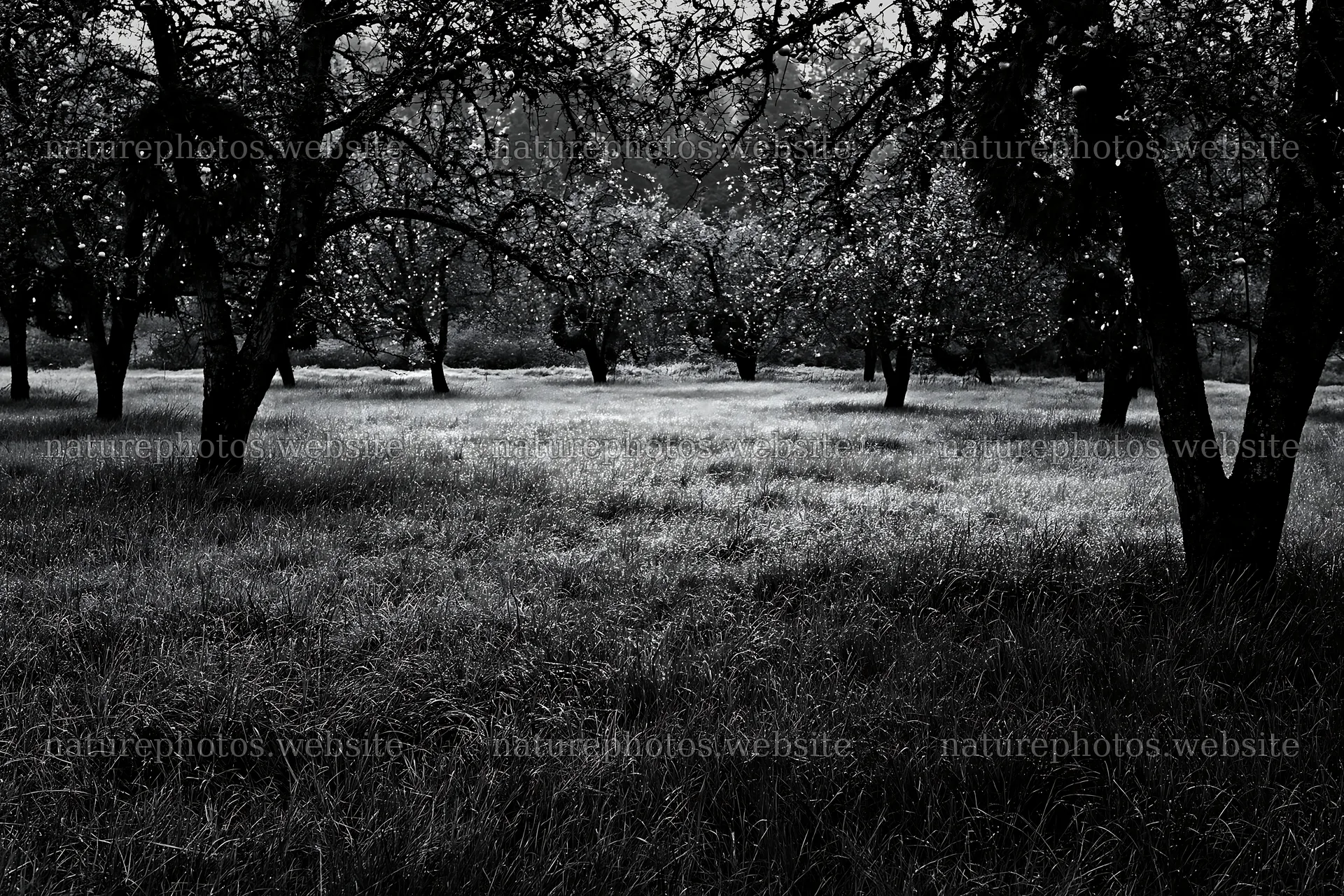Apple trees in meadow with dew and lights during Christmas – nature photos 9722x6480