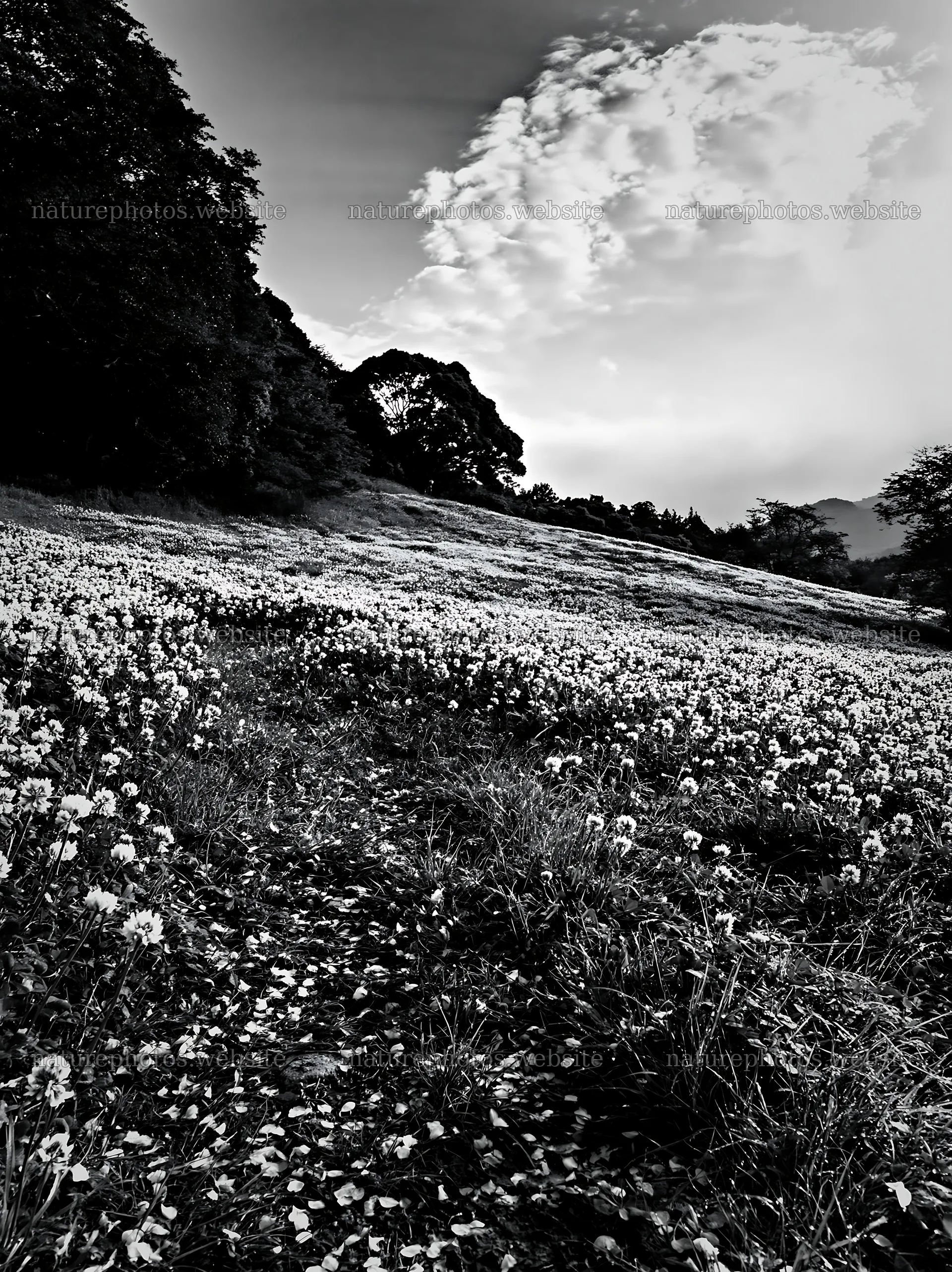 Fukuoka spring meadow with fallen blossoms and clouds – nature photos 6866x9174
