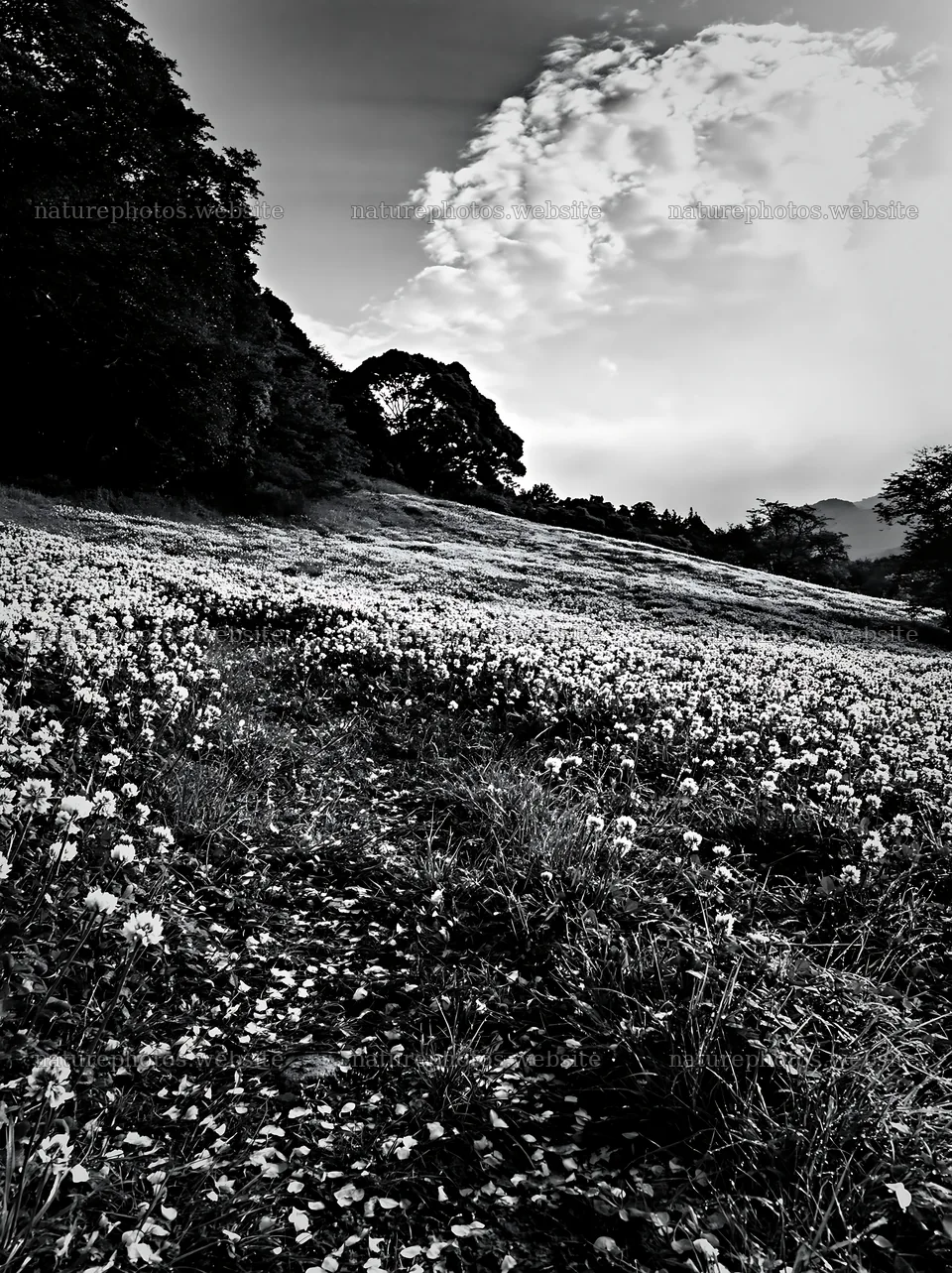 Fukuoka spring meadow with fallen blossoms and clouds – nature photos 6866x9174