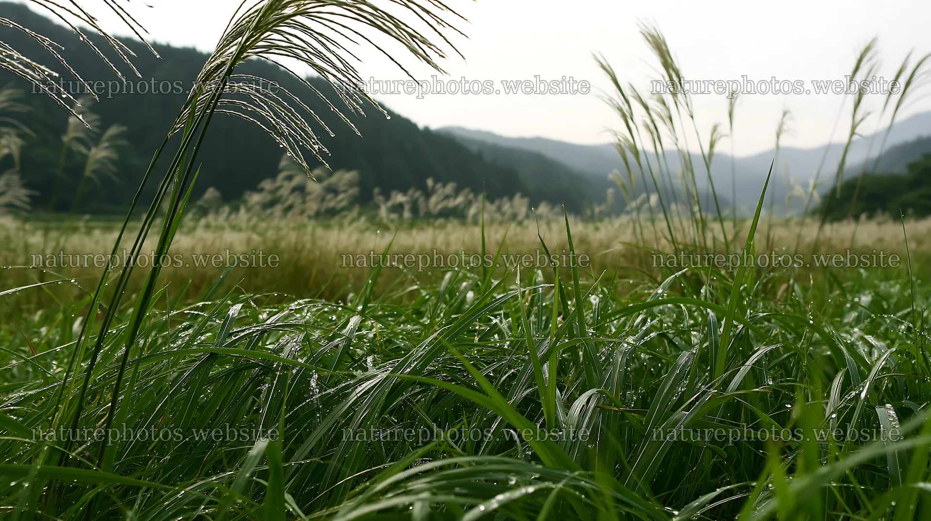 Fukui native grass meadow with rain droplets on blades – nature photos 10608x5938