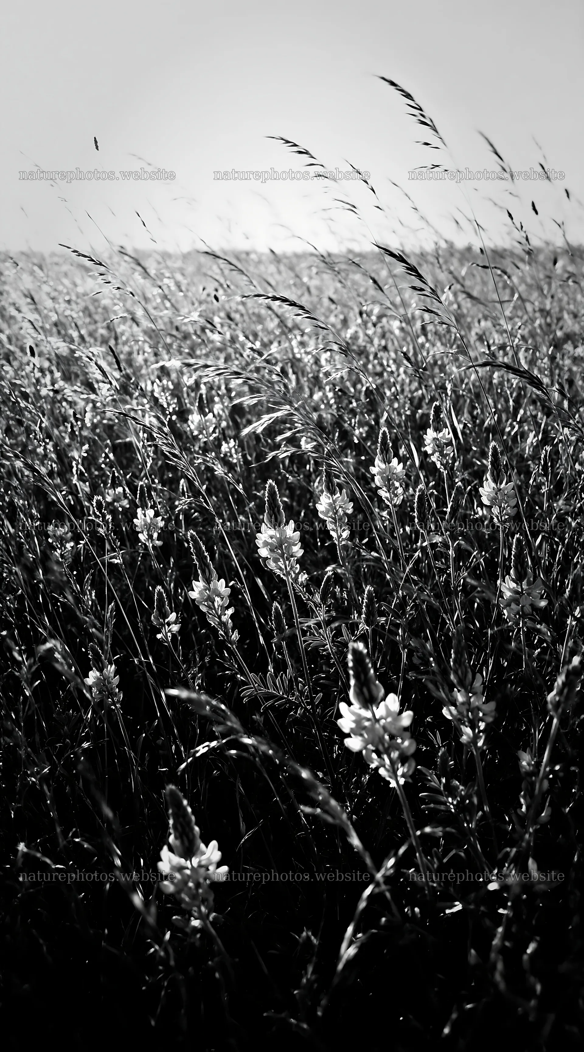 Rewilded meadow with pink flowers and tall grasses – nature photos 5916x10648