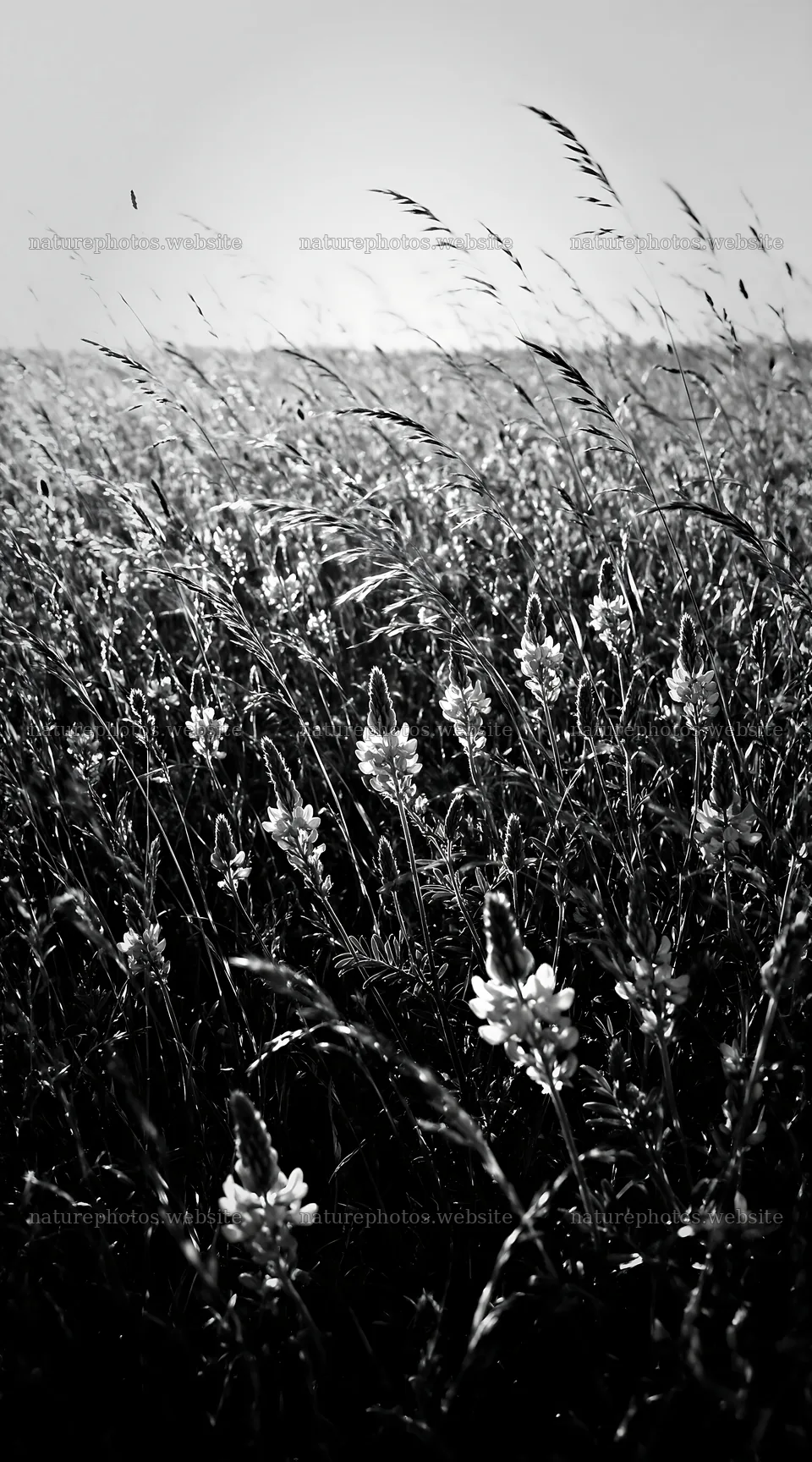 Rewilded meadow with pink flowers and tall grasses – nature photos 5916x10648