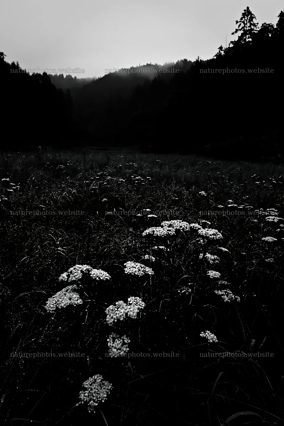 Rainy valley meadow during early morning light – nature photos 6480x9722