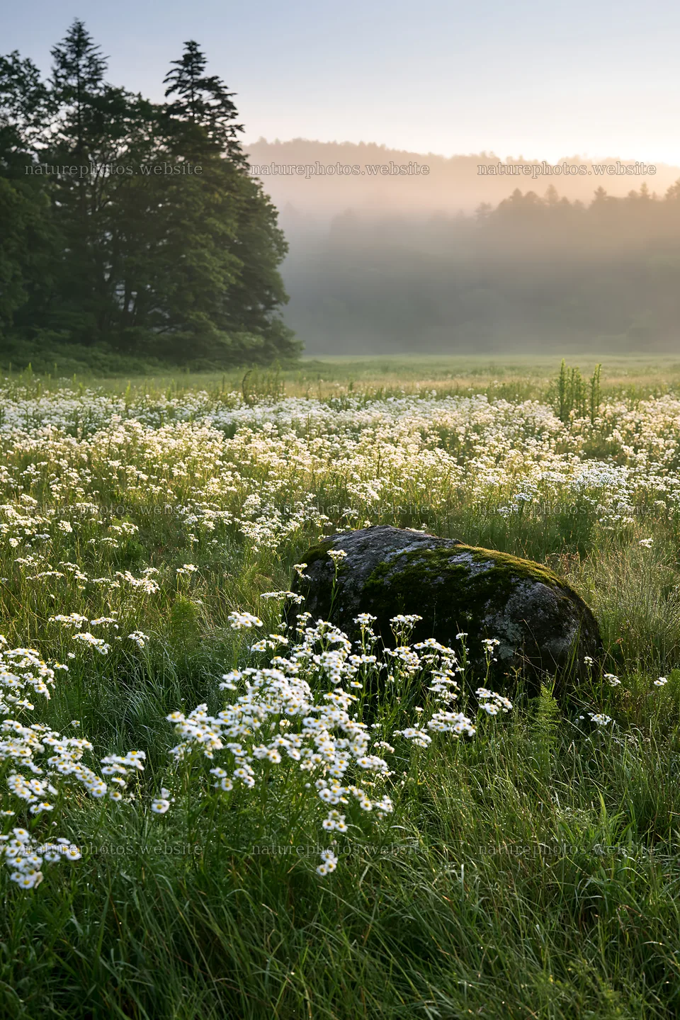 Misty meadow with moss covered stone in Shimane – nature photos 6480x9722
