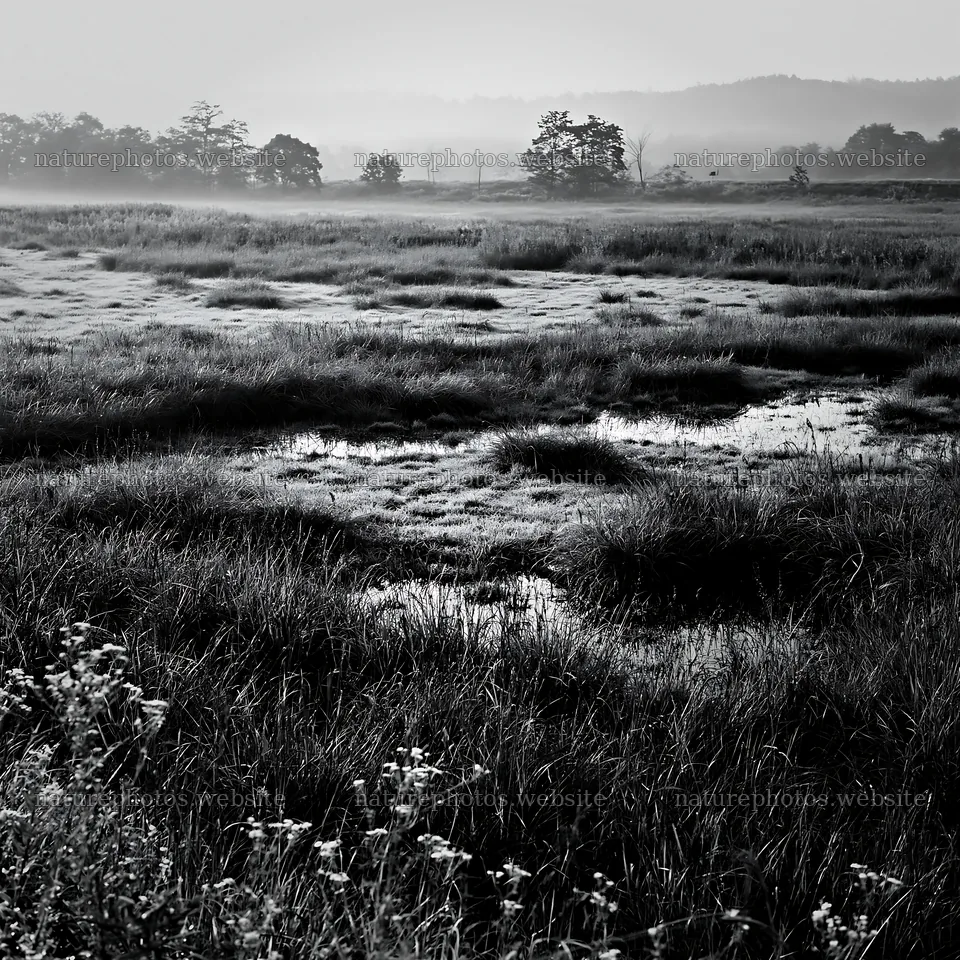 Niigata floodplain restoration meadow dew foreground – nature photos 7938x7938