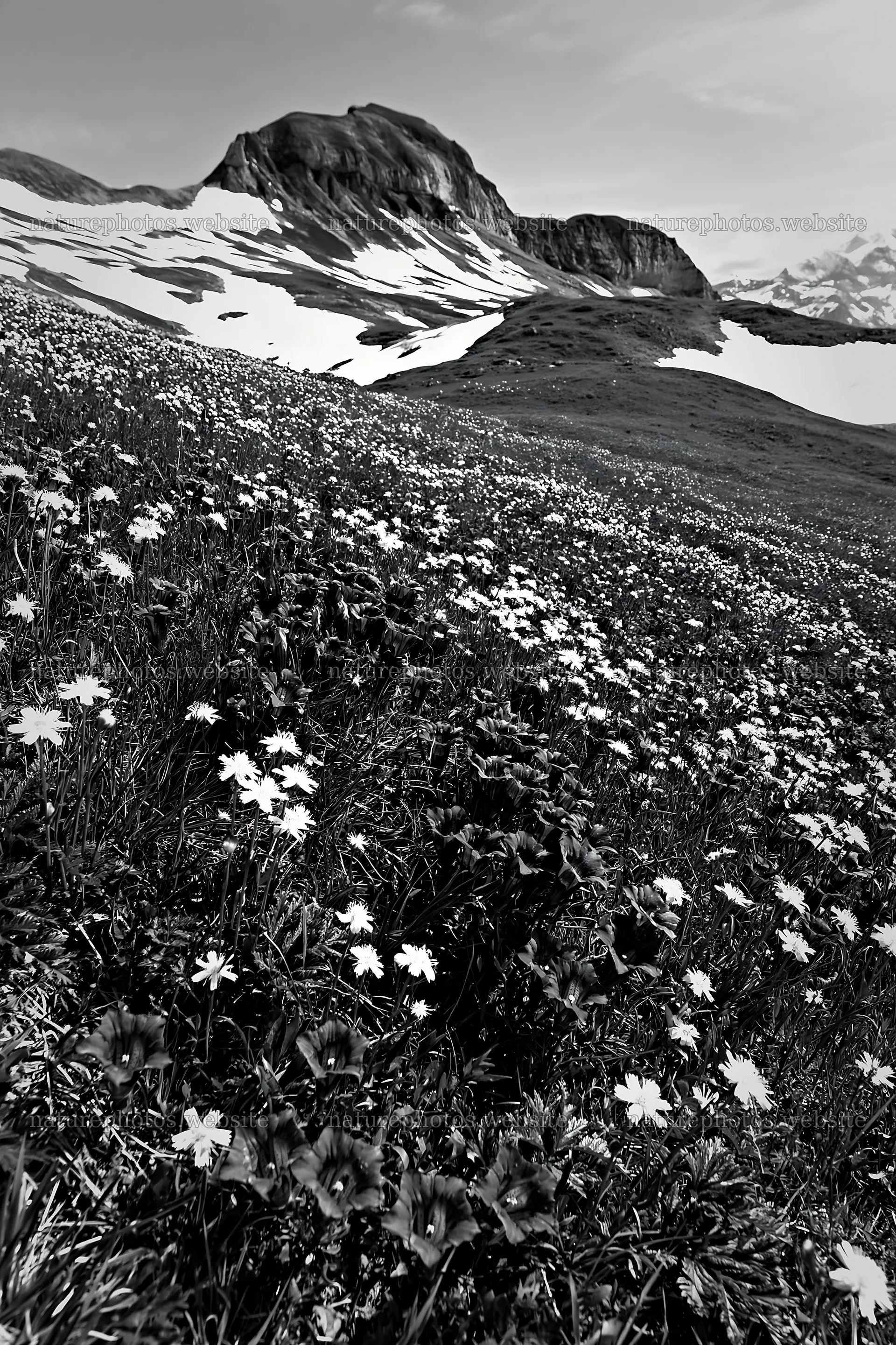 Swiss subalpine meadow with flowers and ridgelines in background – nature photos 6480x9722