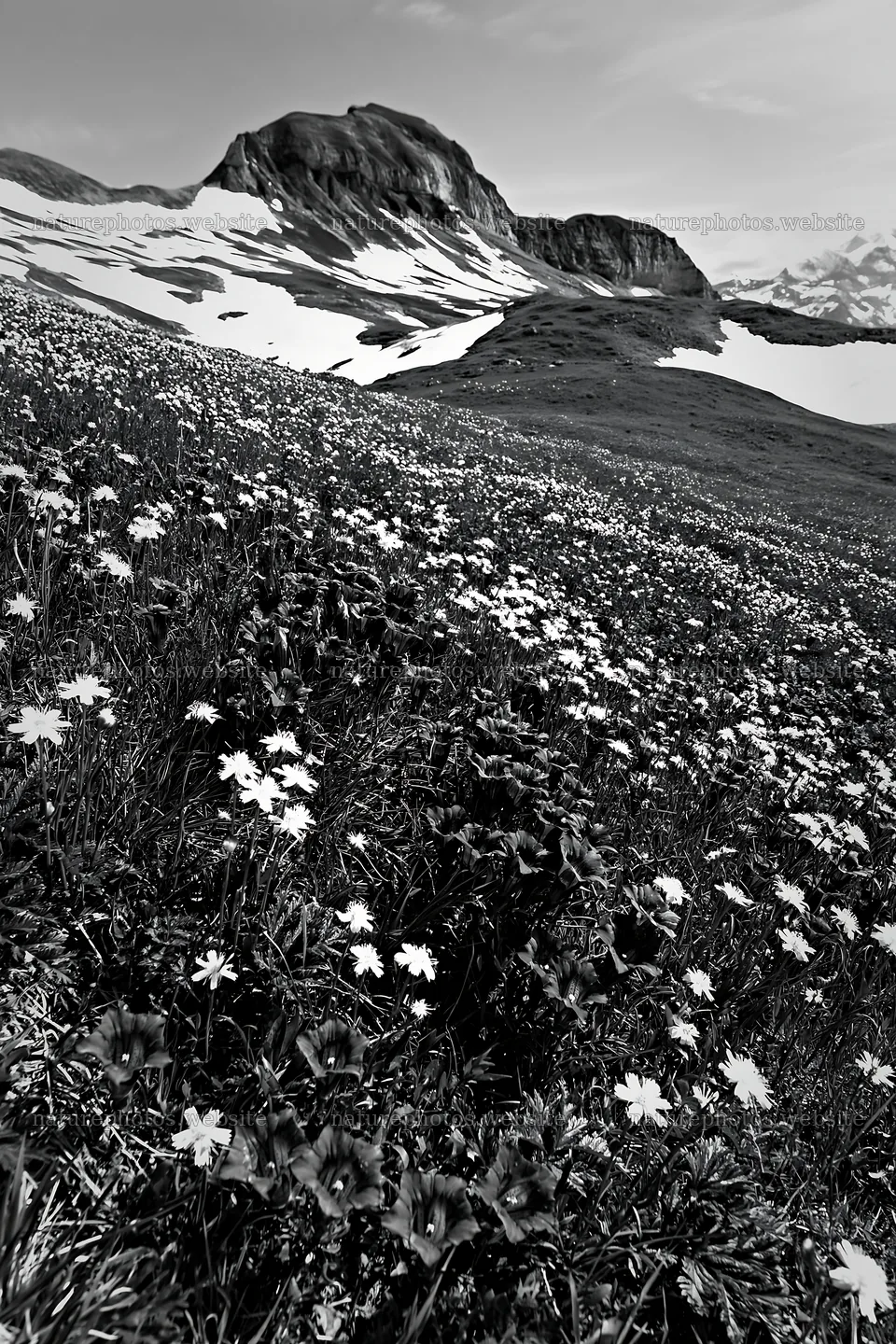 Swiss subalpine meadow with flowers and ridgelines in background – nature photos 6480x9722