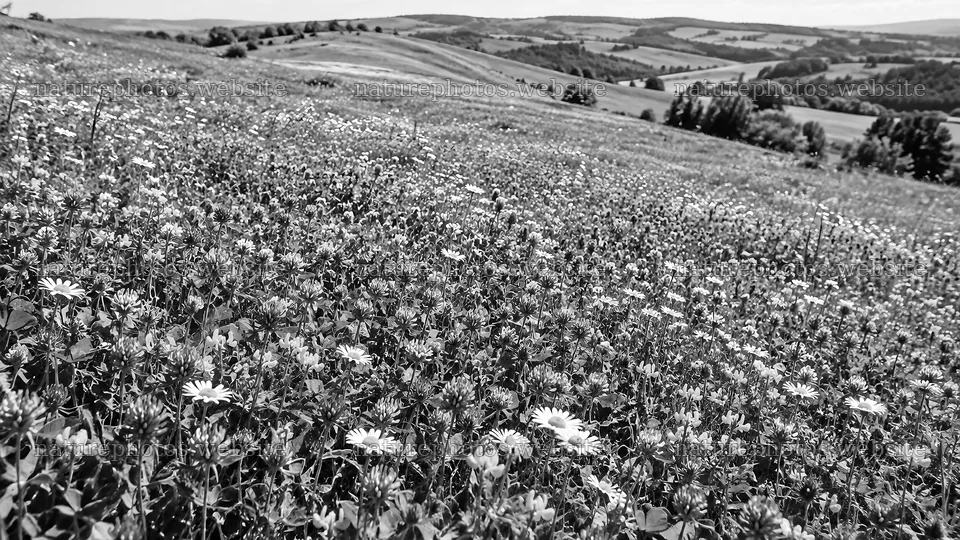 Monochrome Wildflower Meadow on Rolling Hills – nature photos 10324x5812