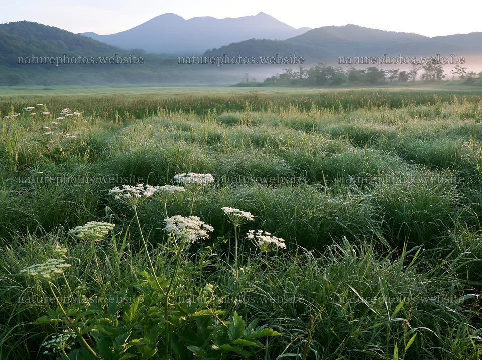 Expansive Hokkaido restoration meadow with dewdrops – nature photos 9174x6866