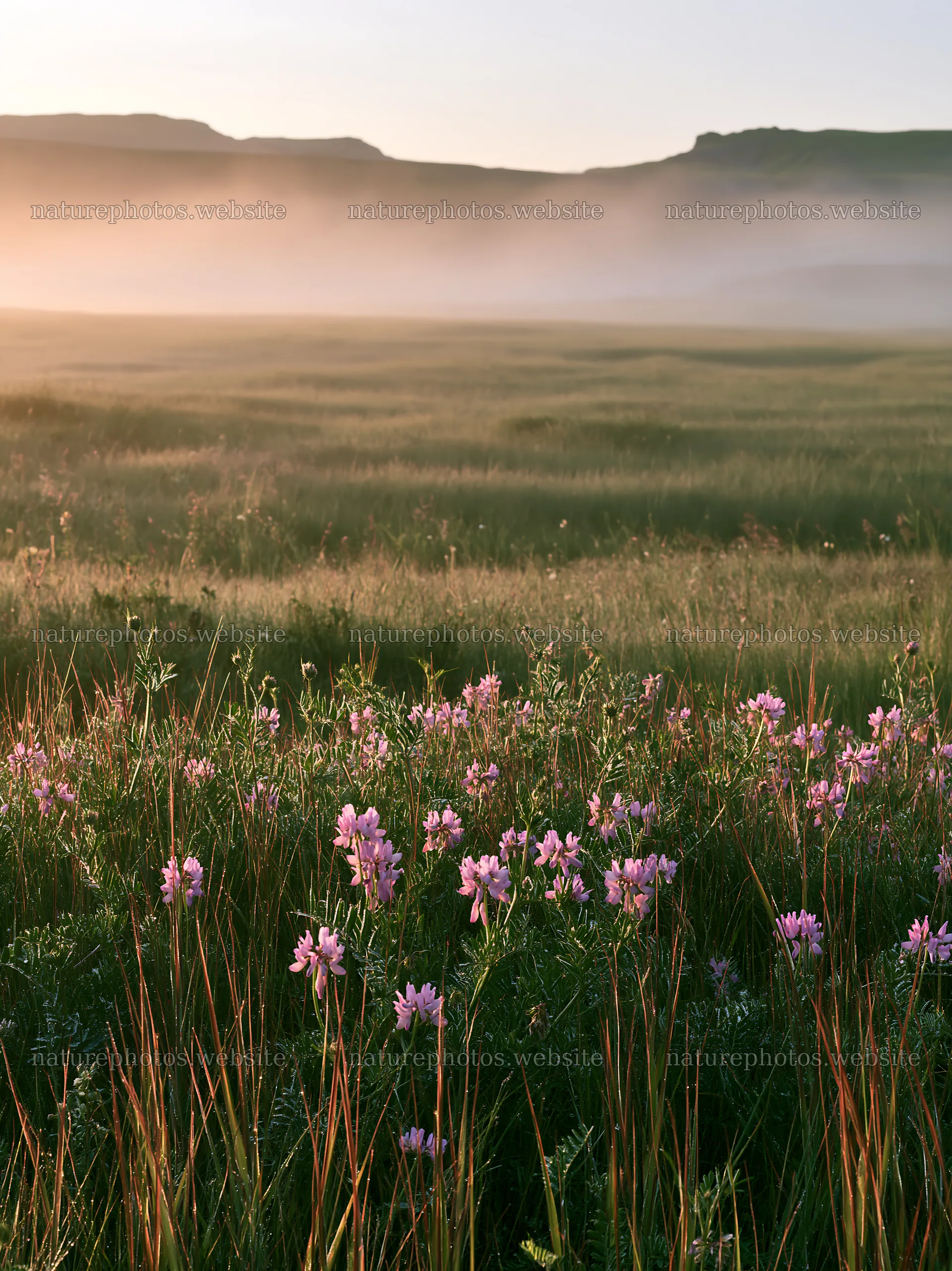 Saga floodplain meadow with reed foreground at sunrise – nature photos 6866x9174