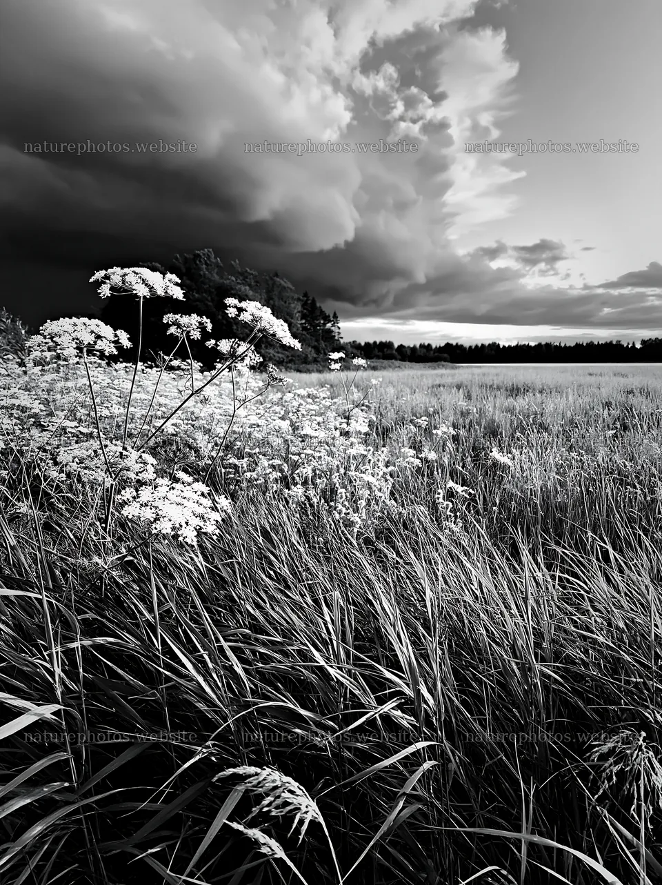 Saga floodplain meadow with reeds and flowers under cloudy sky – nature photos 6866x9174