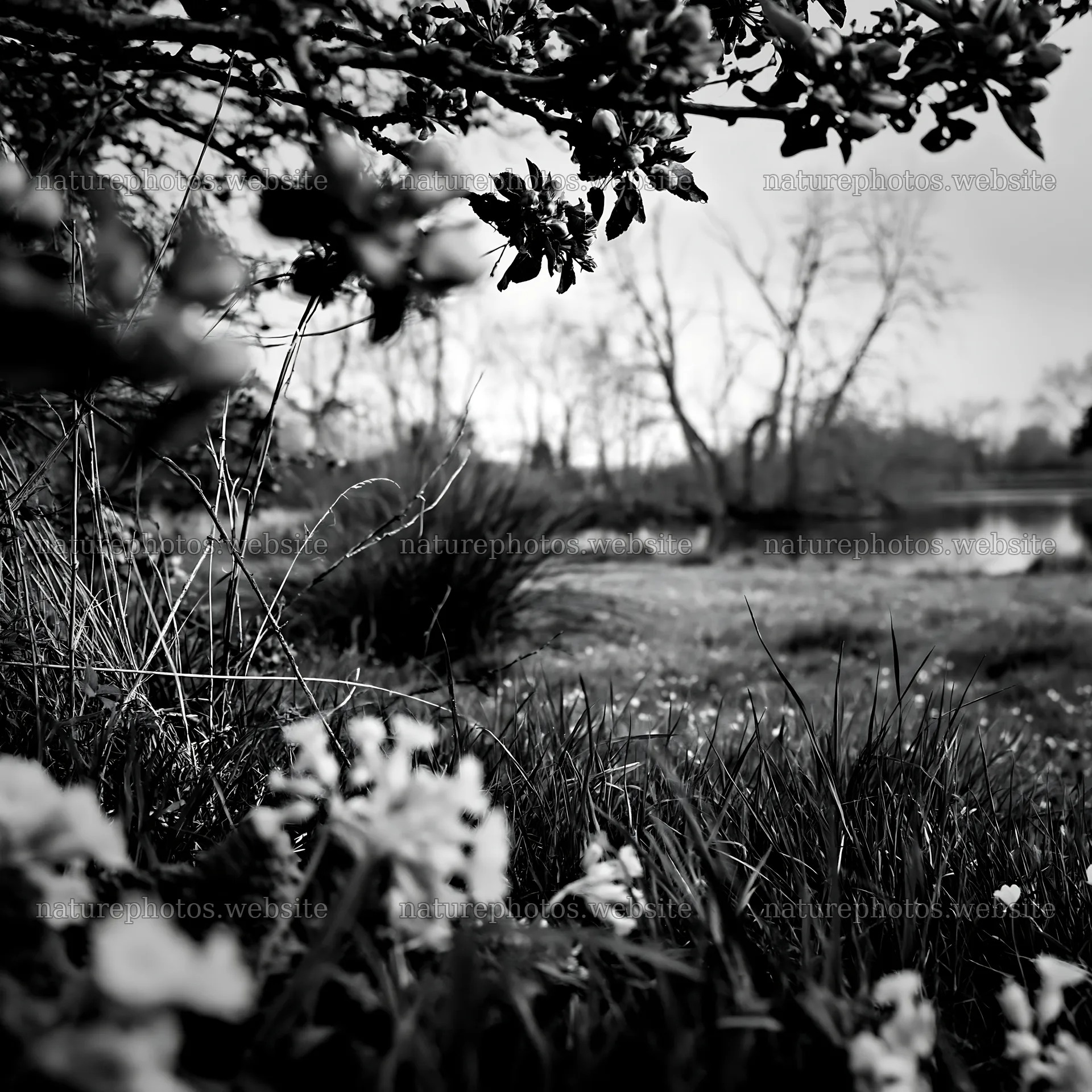 Lakeside orchard meadow with blooming flowers and water – nature photos 7938x7938