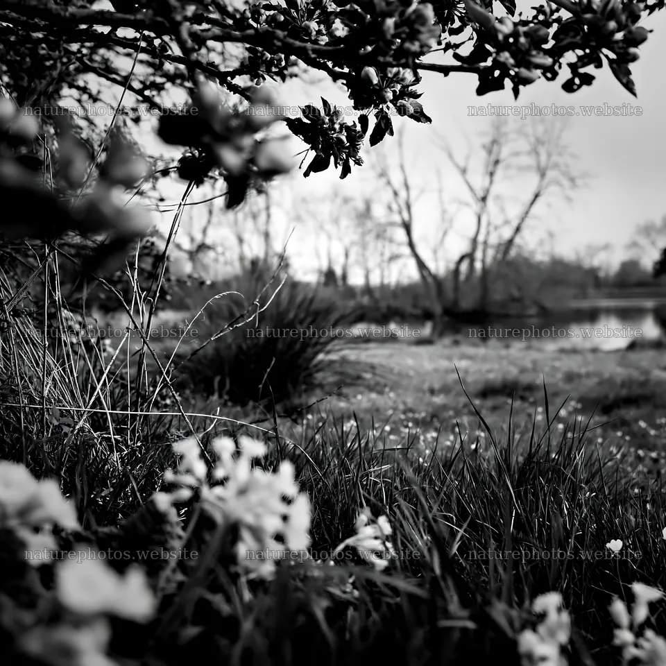 Lakeside orchard meadow with blooming flowers and water – nature photos 7938x7938
