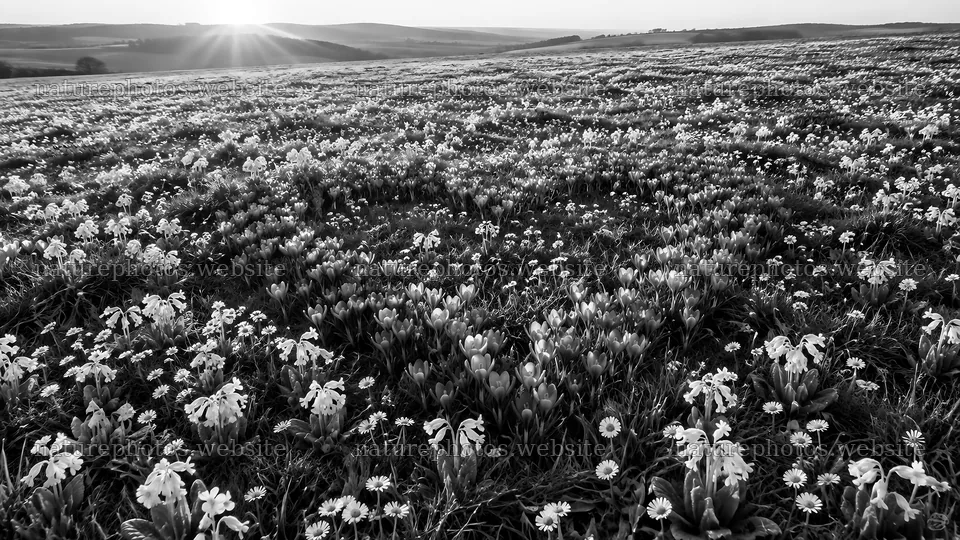 Monochrome Flower Meadow on Rolling Hills – nature photos 10324x5812