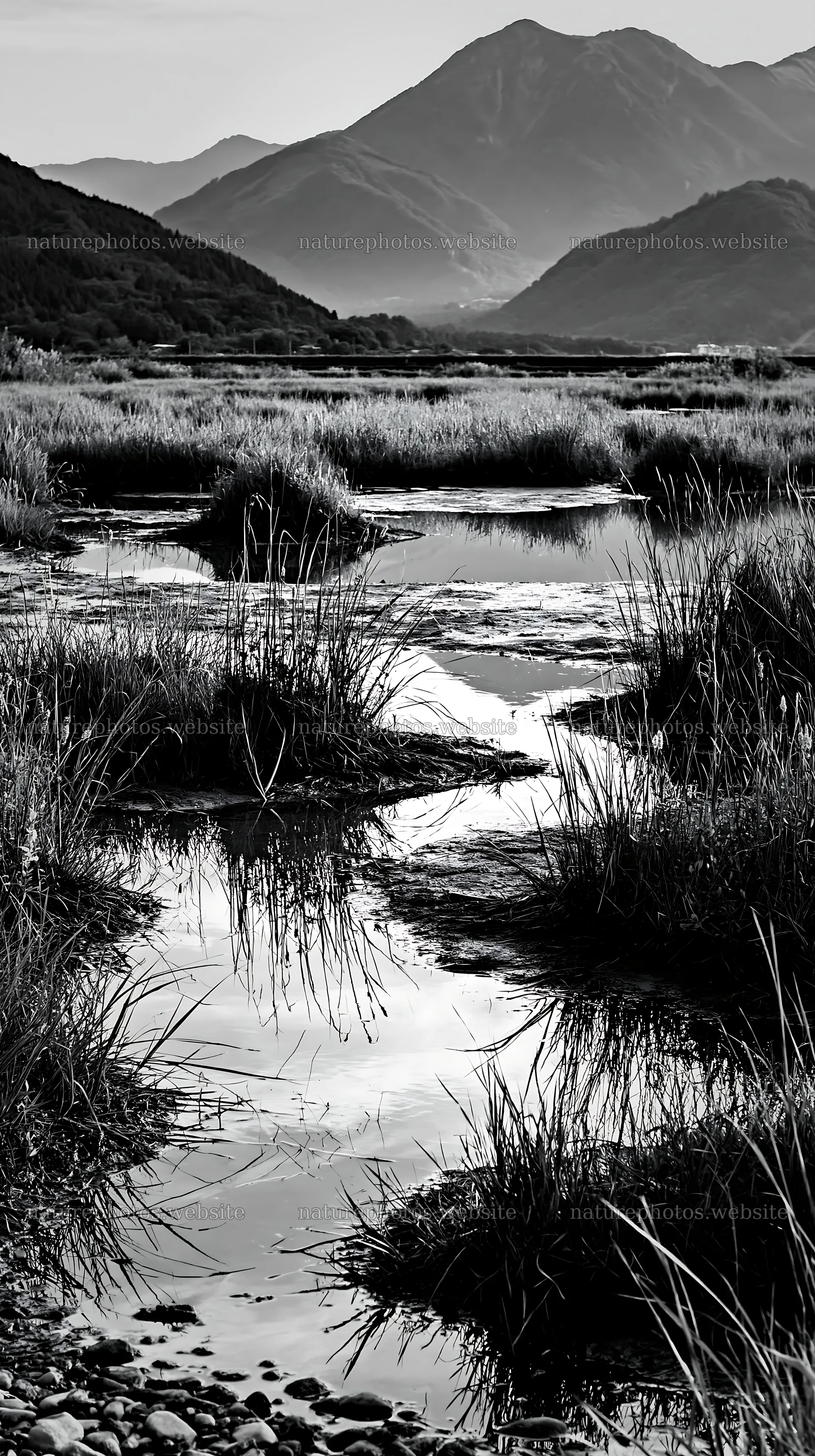 Shiga wetland meadow with reeds and mountains in the background – nature photos 5938x10608