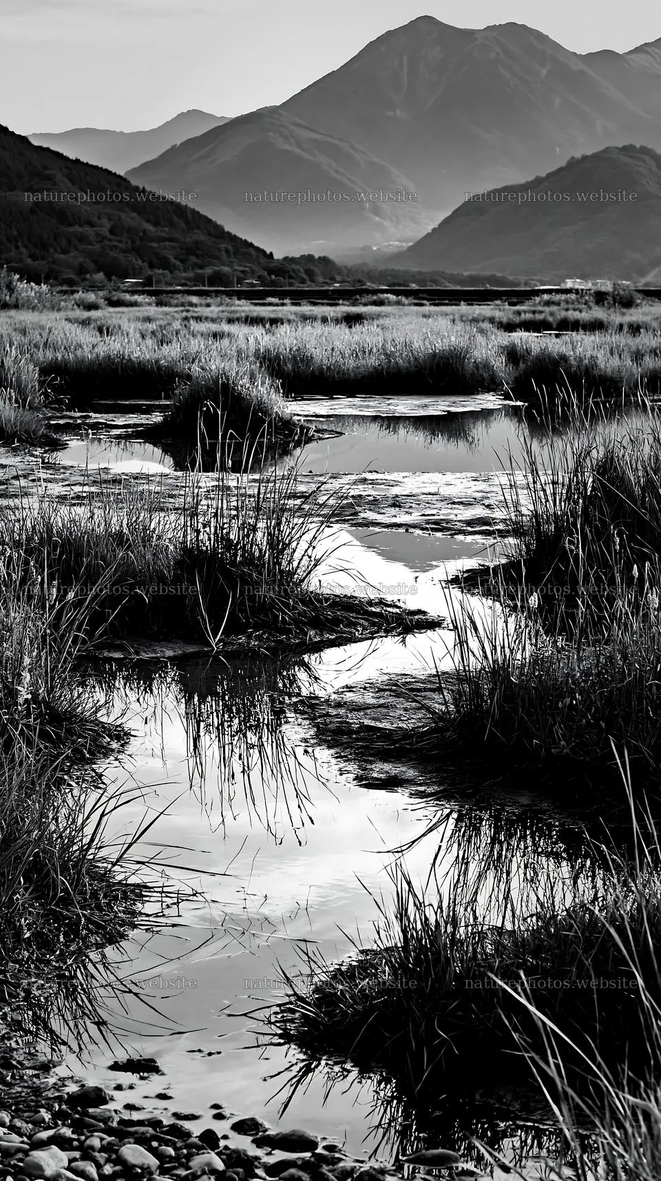 Shiga wetland meadow with reeds and mountains in the background – nature photos 5938x10608