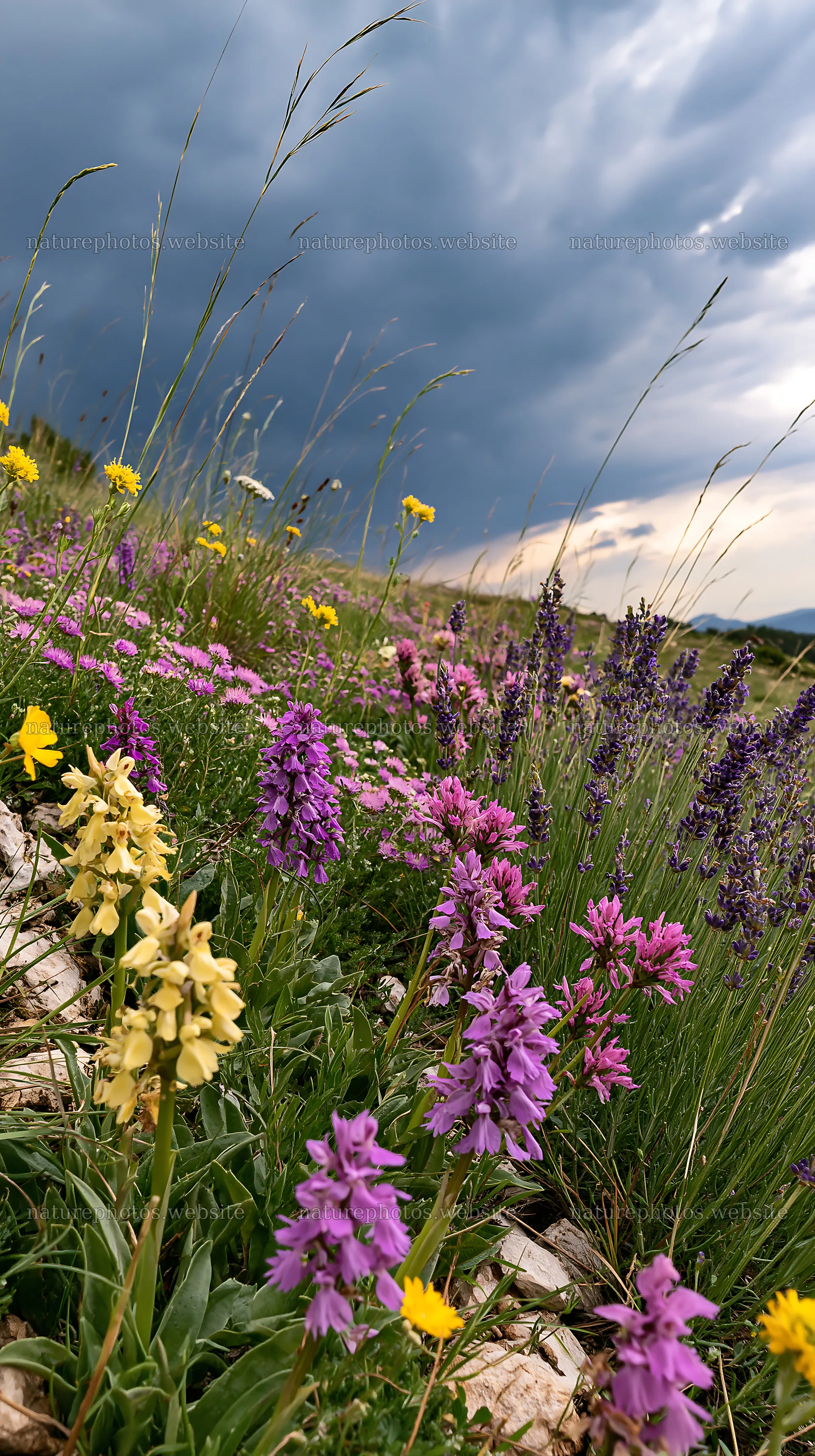 Colorful orchid meadow with yellow and purple flowers – nature photos 5938x10608
