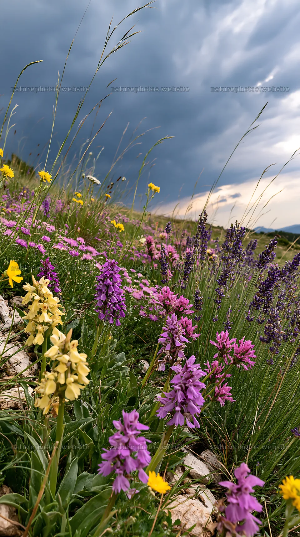 Colorful orchid meadow with yellow and purple flowers – nature photos 5938x10608