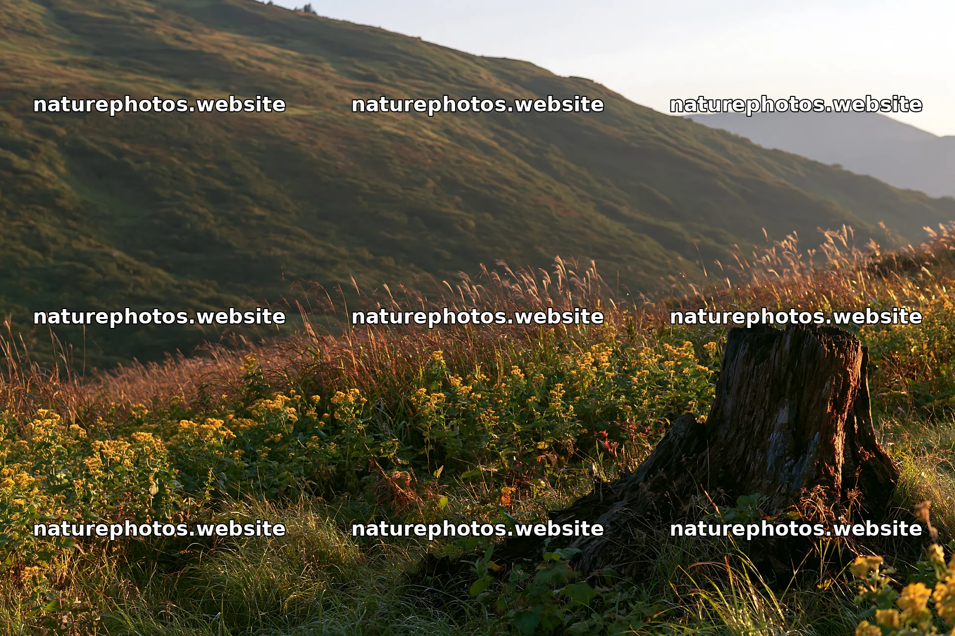 Fukushima native meadow with weathered stump – nature photos 9722x6480