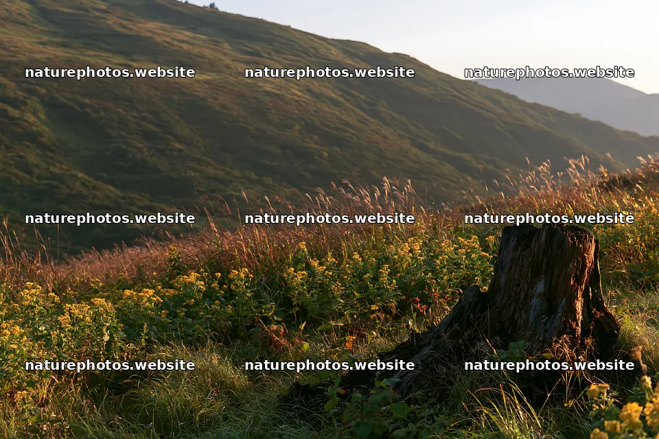 Fukushima native meadow with weathered stump – nature photos 9722x6480