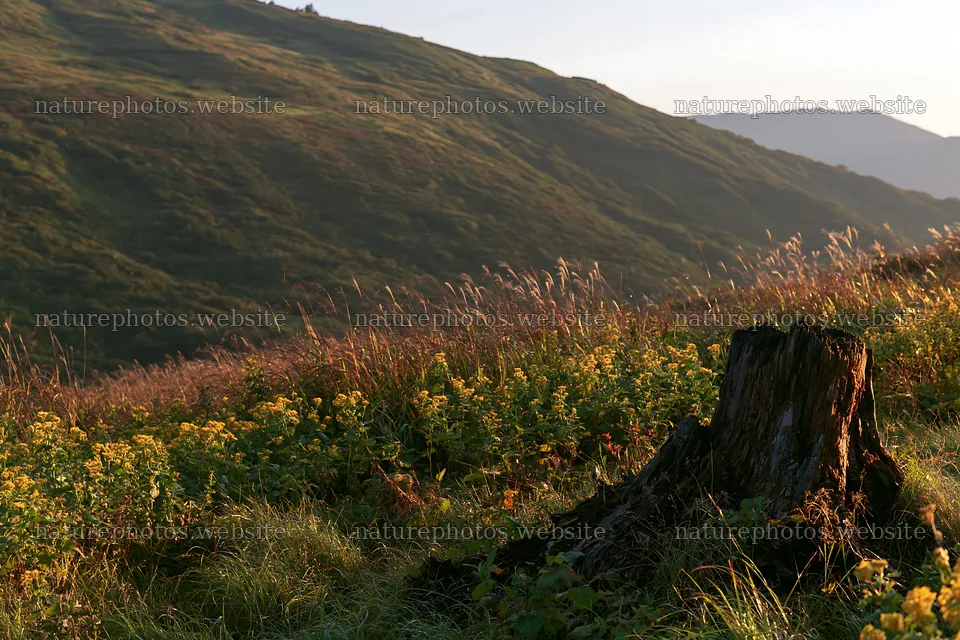 Fukushima native meadow with weathered stump – nature photos 9722x6480