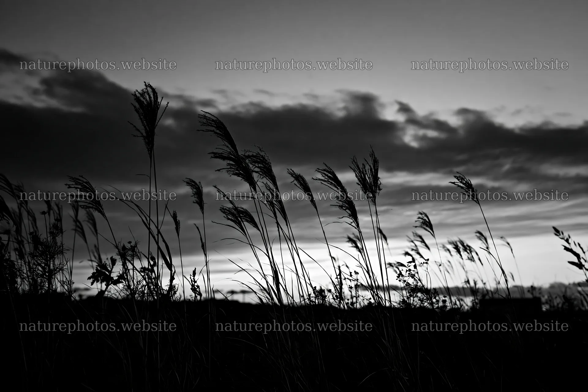 Tokyo urban biodiversity meadow with seedheads at sunset – nature photos 9722x6480