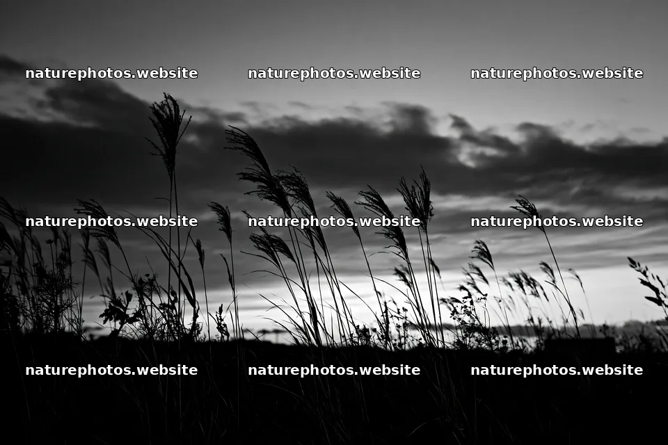 Tokyo urban biodiversity meadow with seedheads at sunset – nature photos 9722x6480
