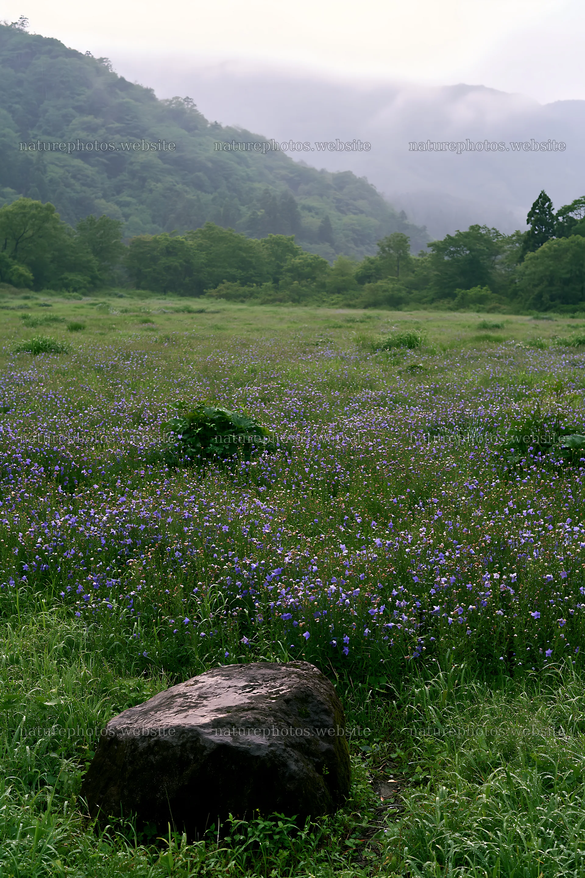 Hiroshima rainy meadow smooth rock foreground – nature photos 6480x9722