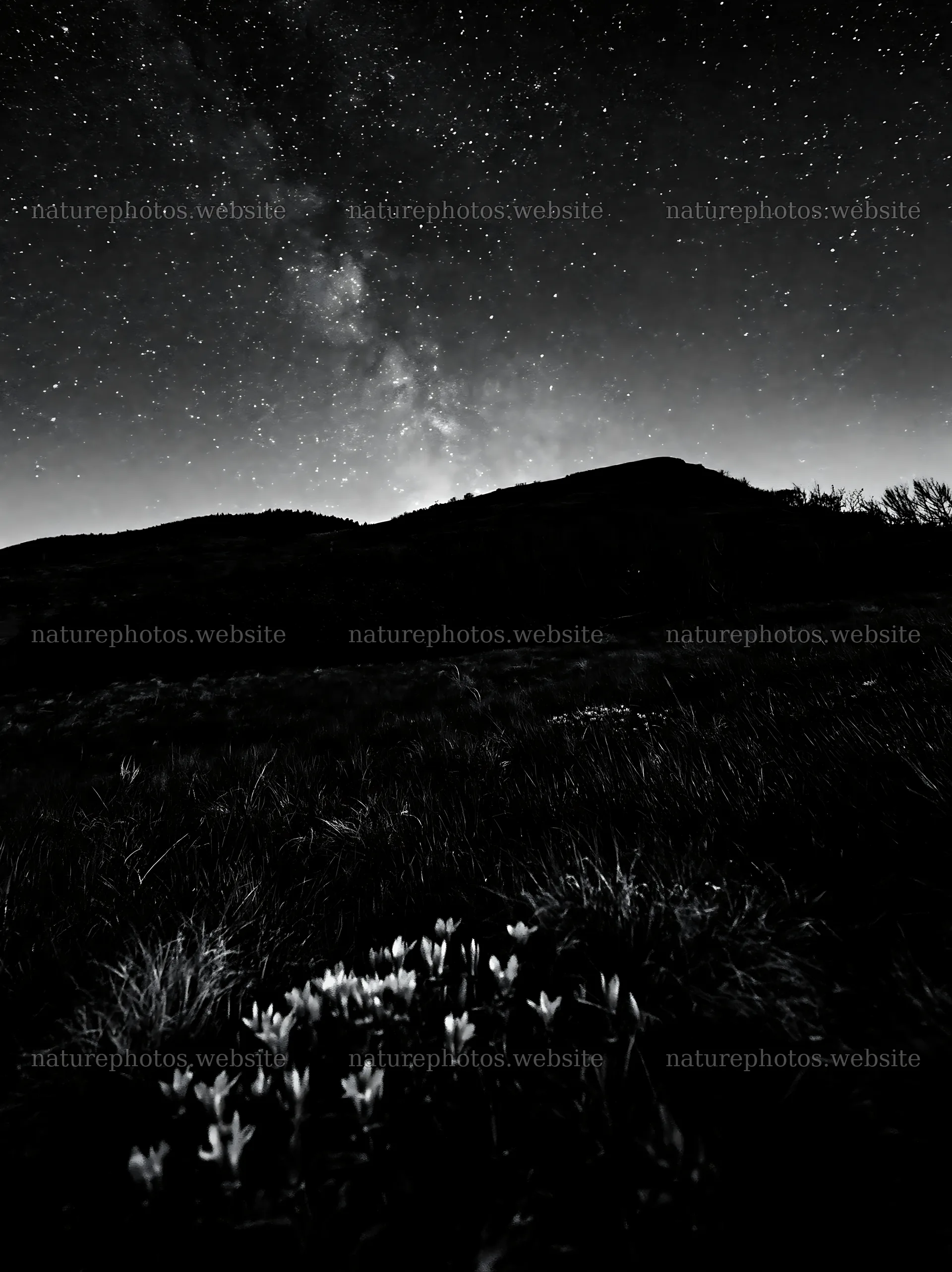 Stars above a dark-sky meadow with flowers in the foreground – nature photos 6866x9174