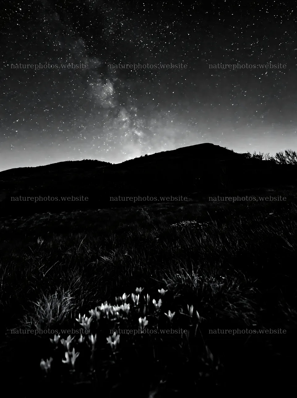 Stars above a dark-sky meadow with flowers in the foreground – nature photos 6866x9174