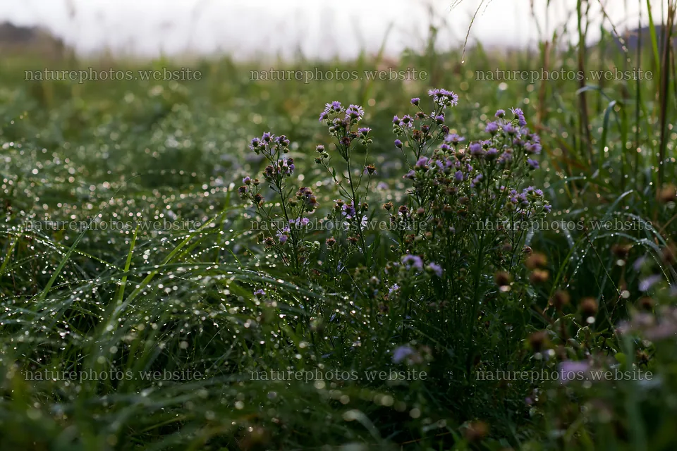 Fukui native grass meadow rain droplets in focus – nature photos 9722x6480