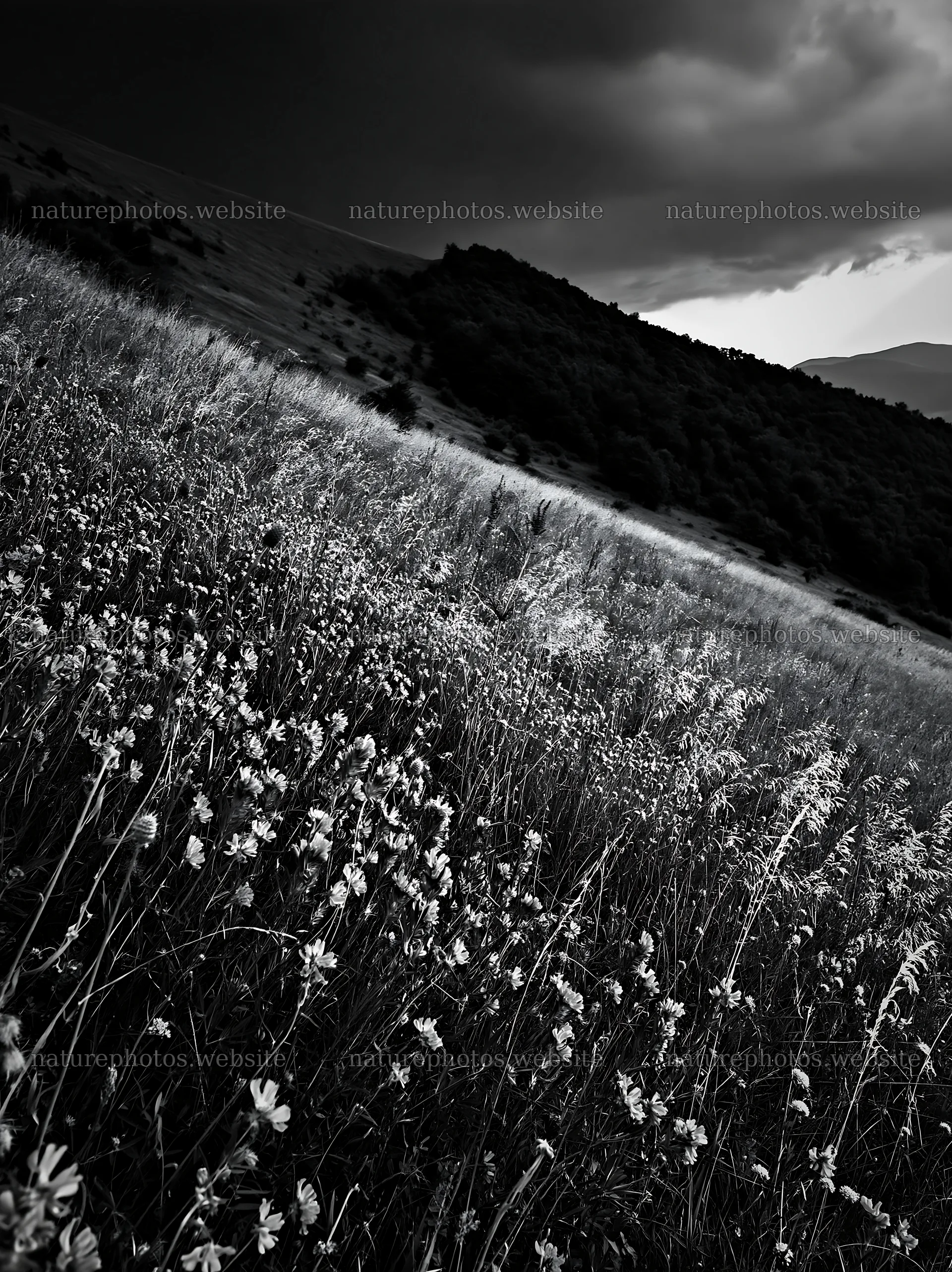 Hay meadows in Transylvania during summer season – nature photos 6866x9174