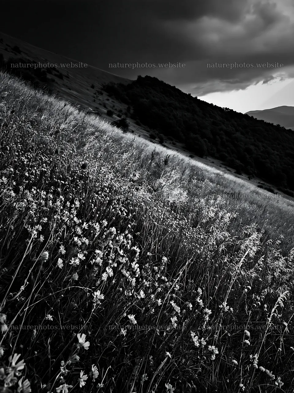 Hay meadows in Transylvania during summer season – nature photos 6866x9174