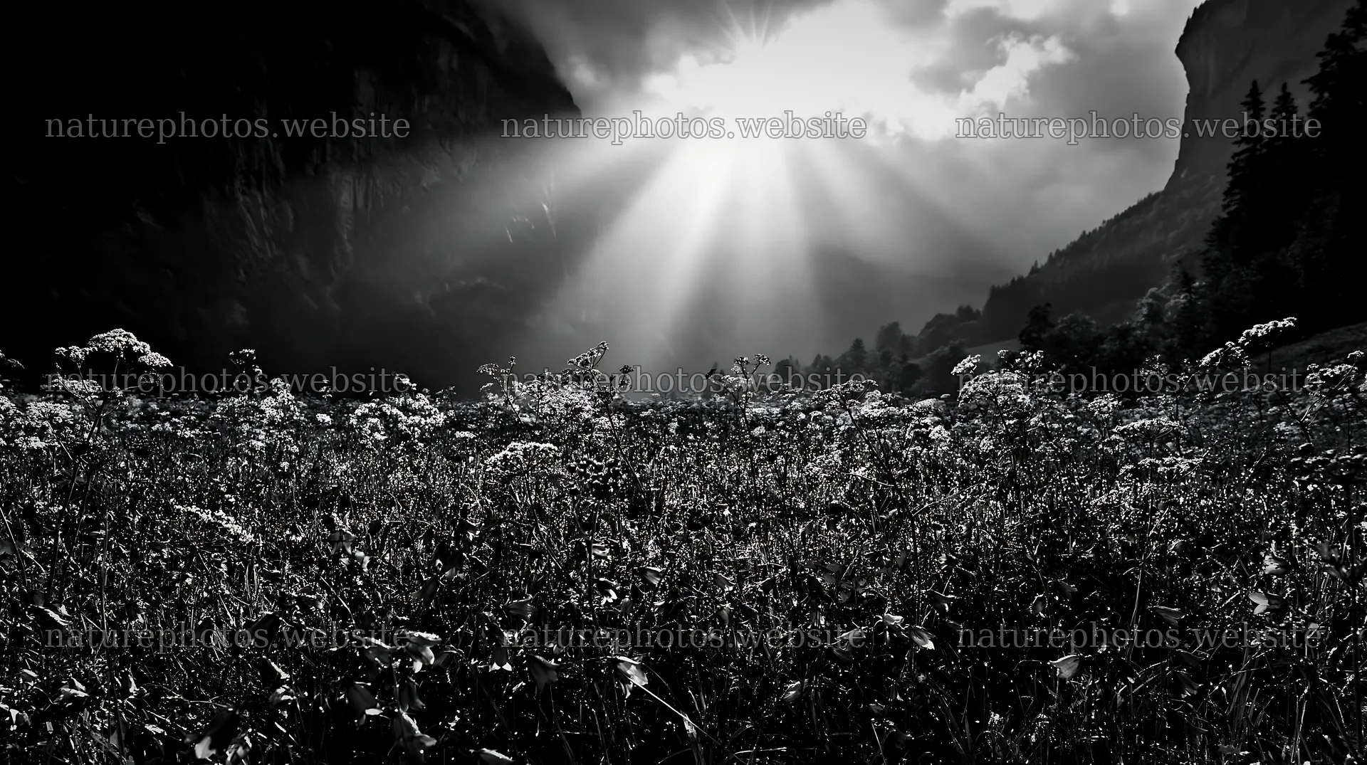 Lauterbrunnen Valley meadow with light rays shining through clouds – nature photos 10608x5938