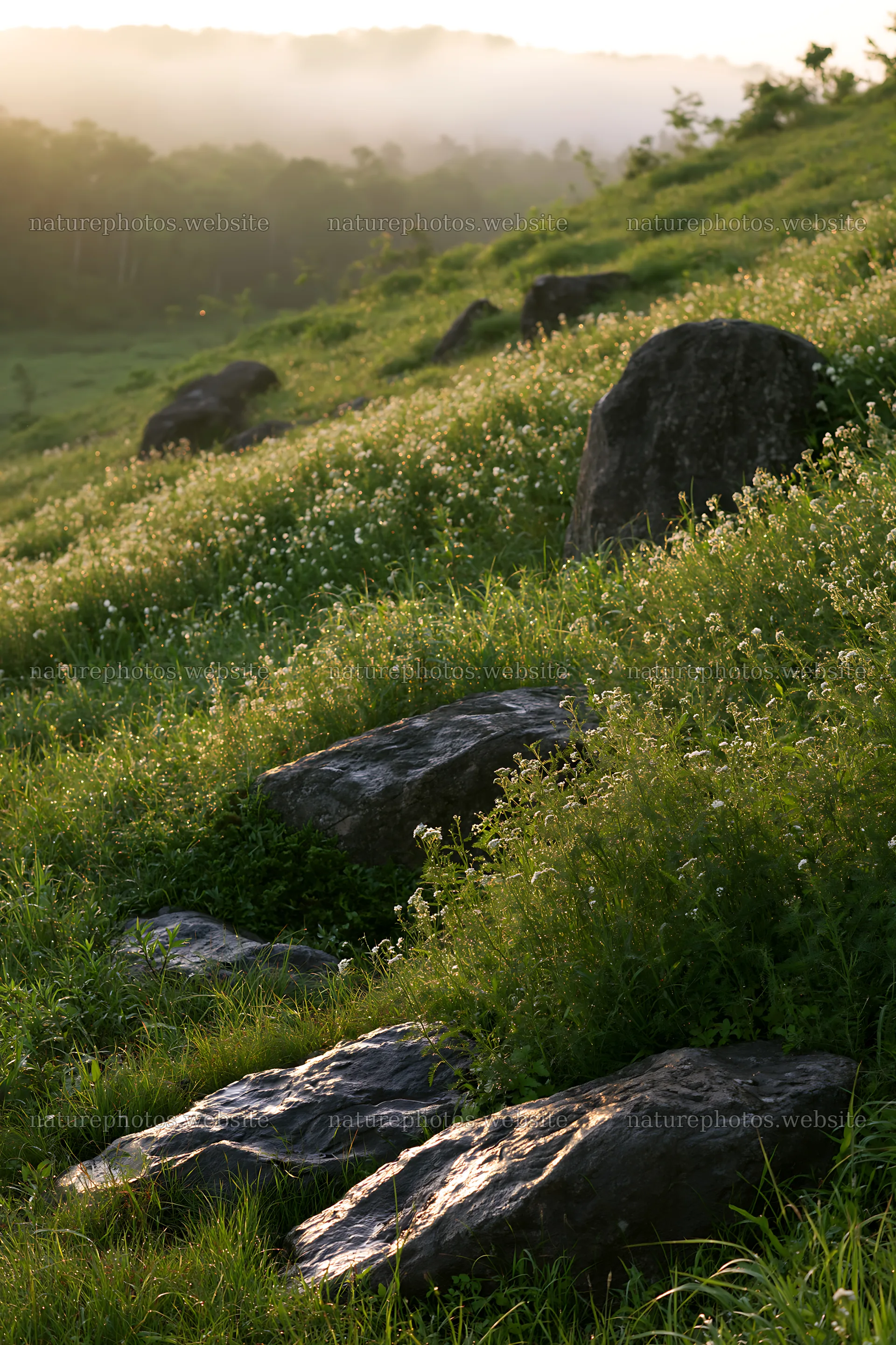 Oita highland meadow with granite stones in morning light – nature photos 6480x9722